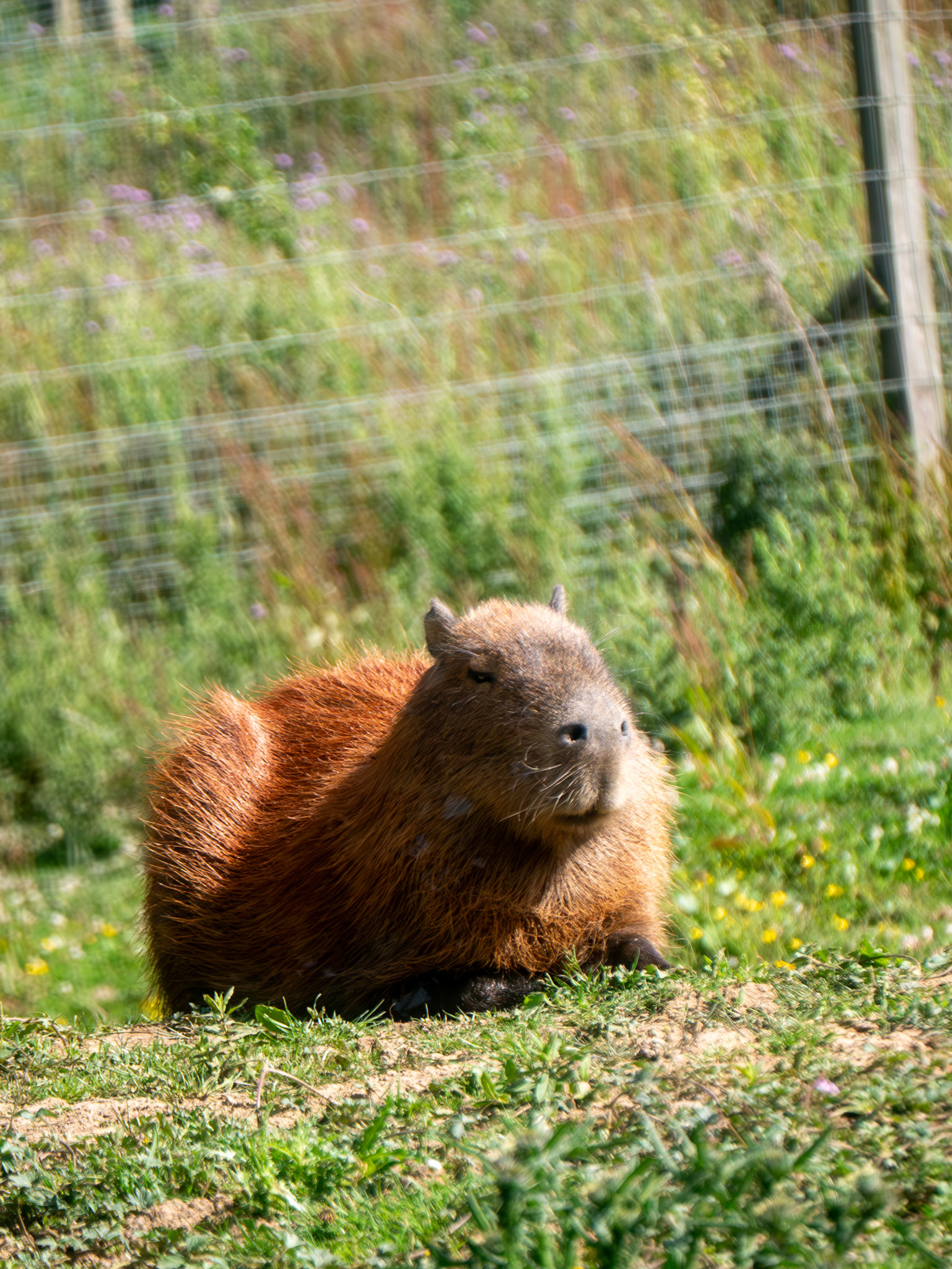 Northumberland zoo