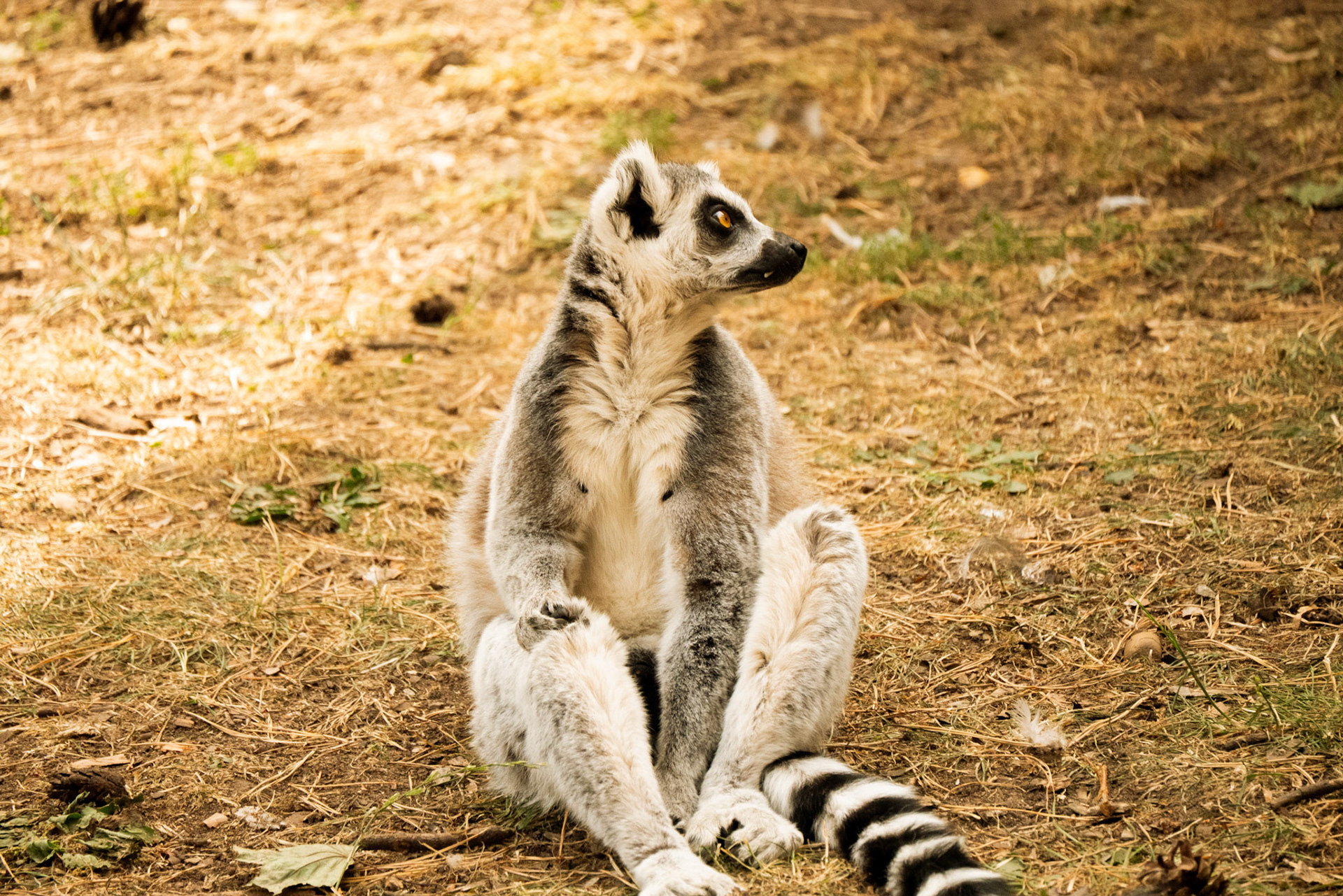 a lemur at Yorkshire wildlife park 