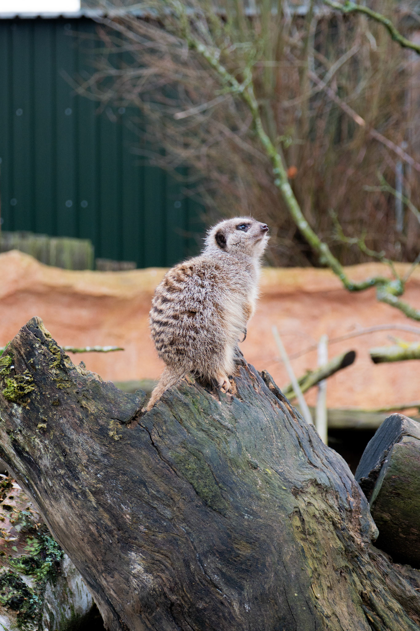 a meercat at Northumberland zoo