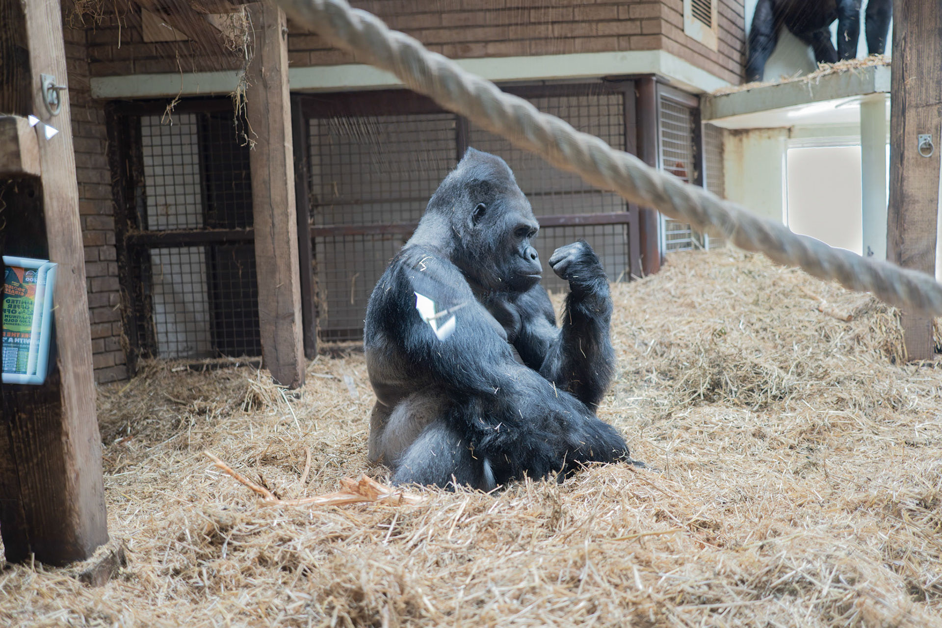 a gorilla at Blackpool zoo 