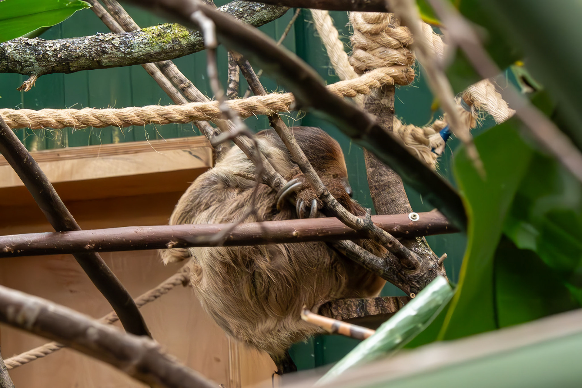 sally the sloth 