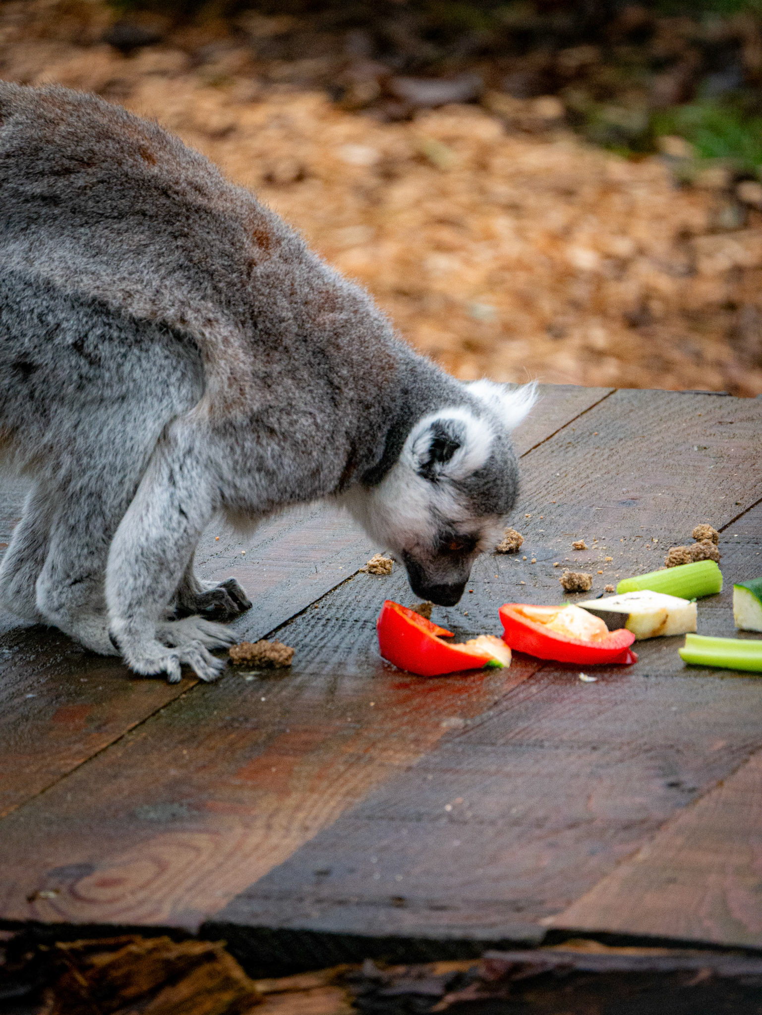 lemur at Northumberland zoo