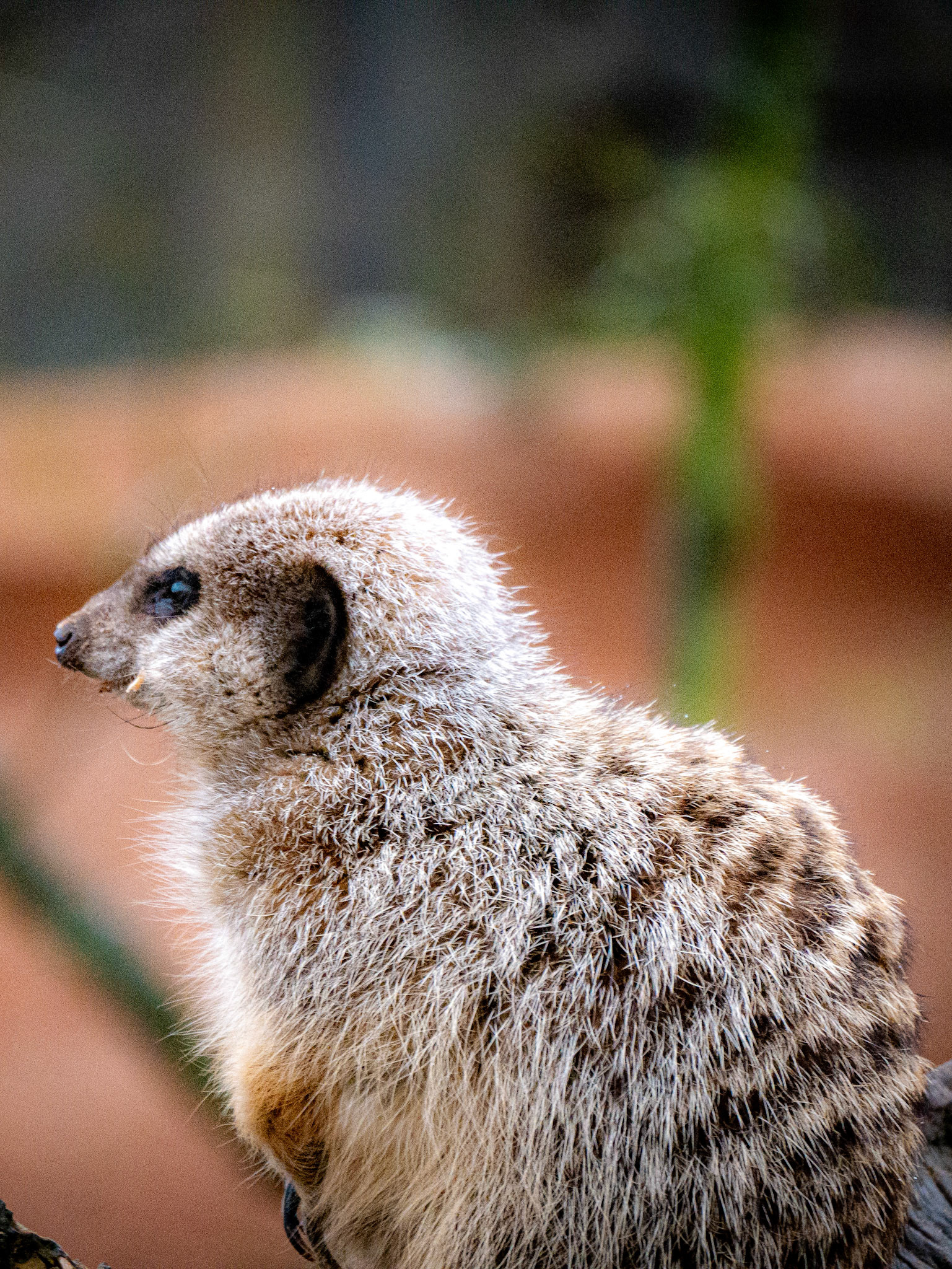 meercat  at Northumberland zoo