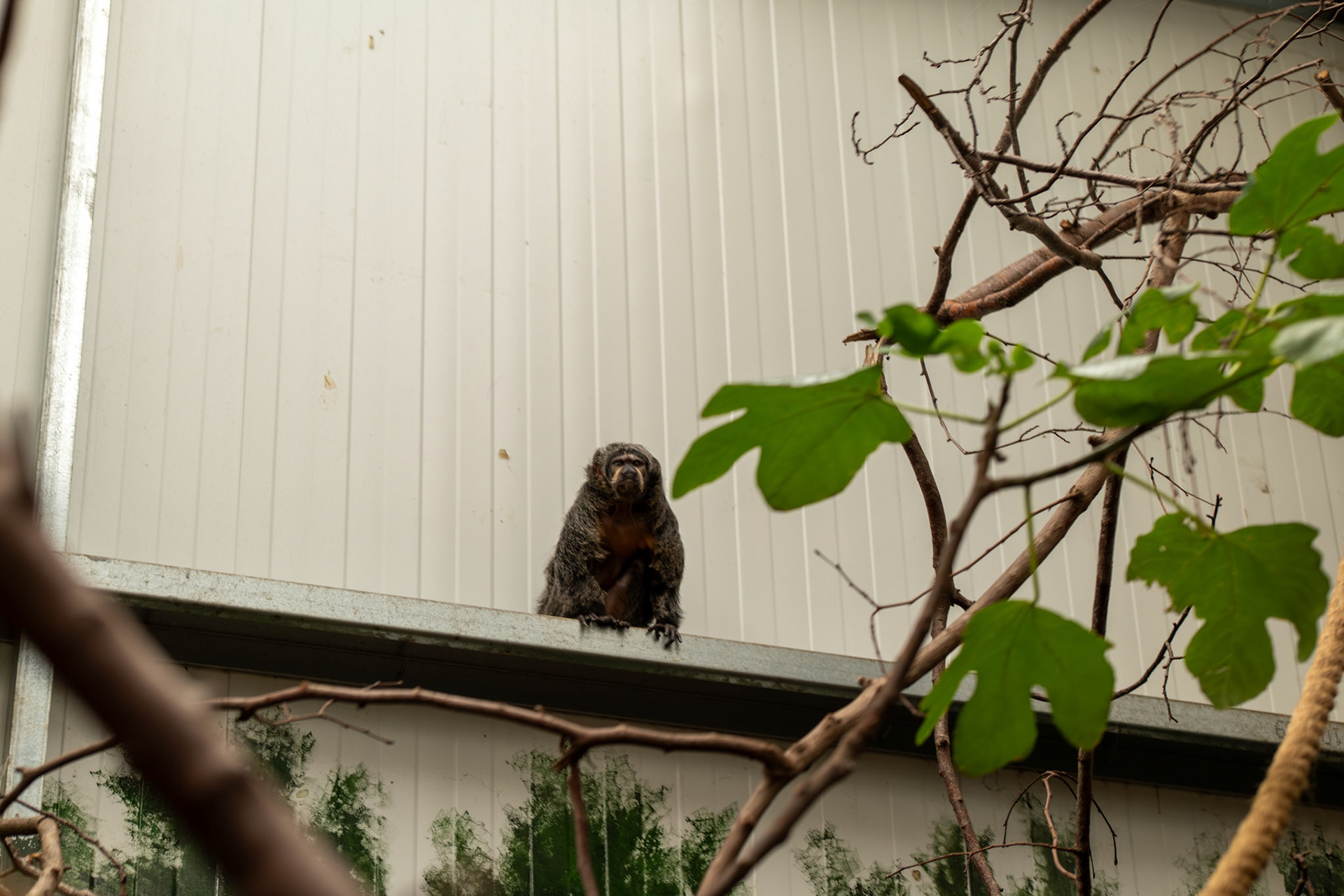 a Saki monkey 