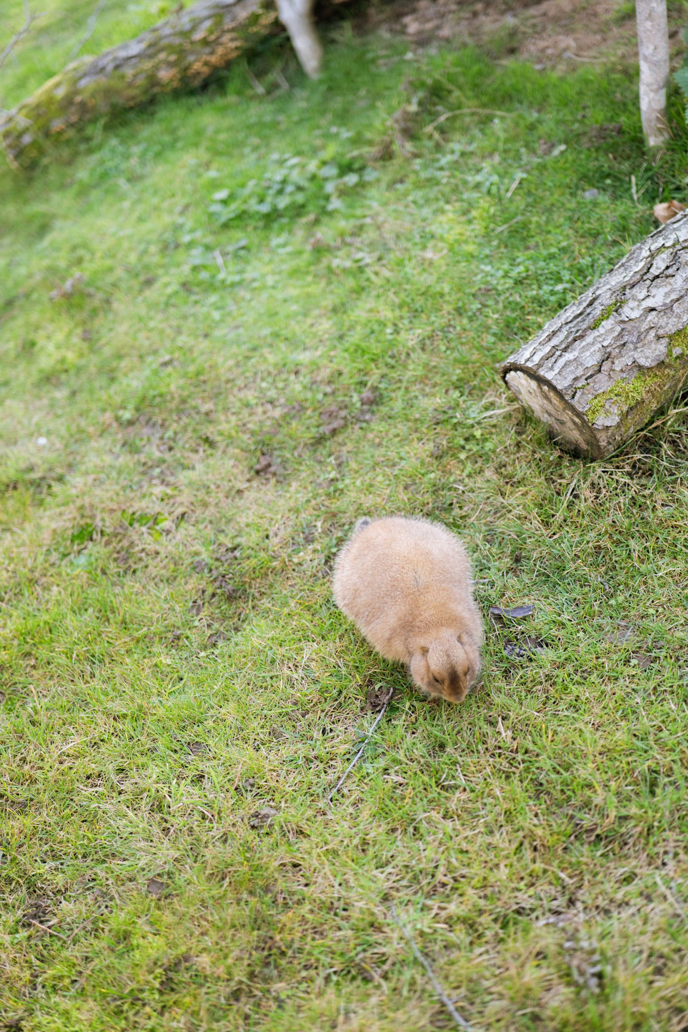 Northumberland zoo