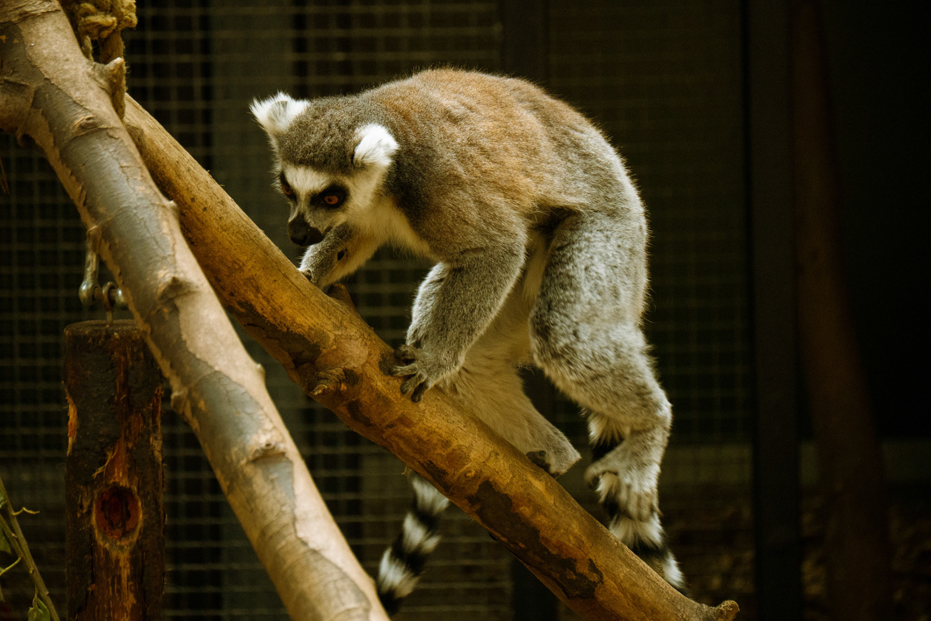 a lemur at Yorkshire wildlife park 