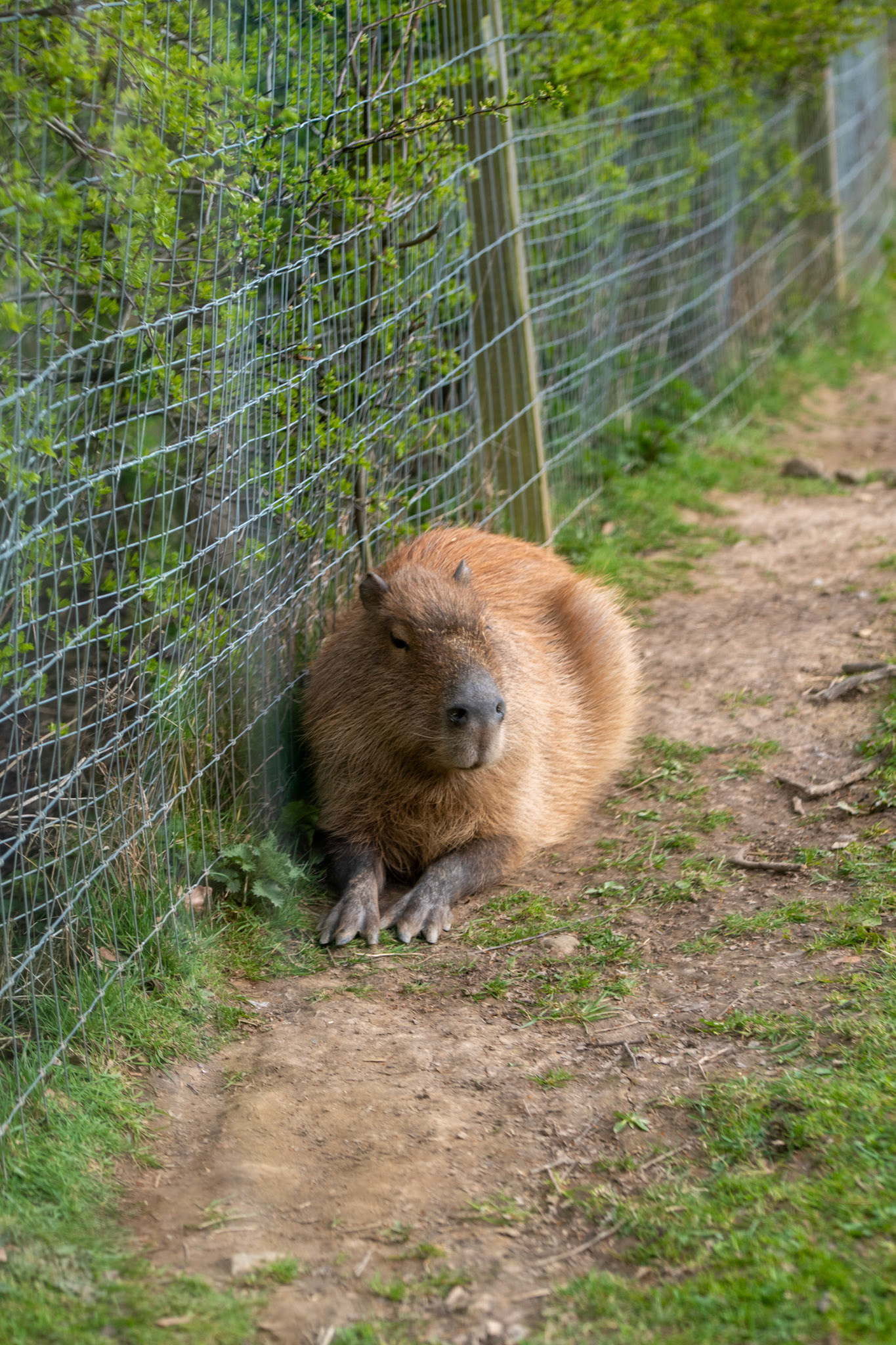 a capybara
