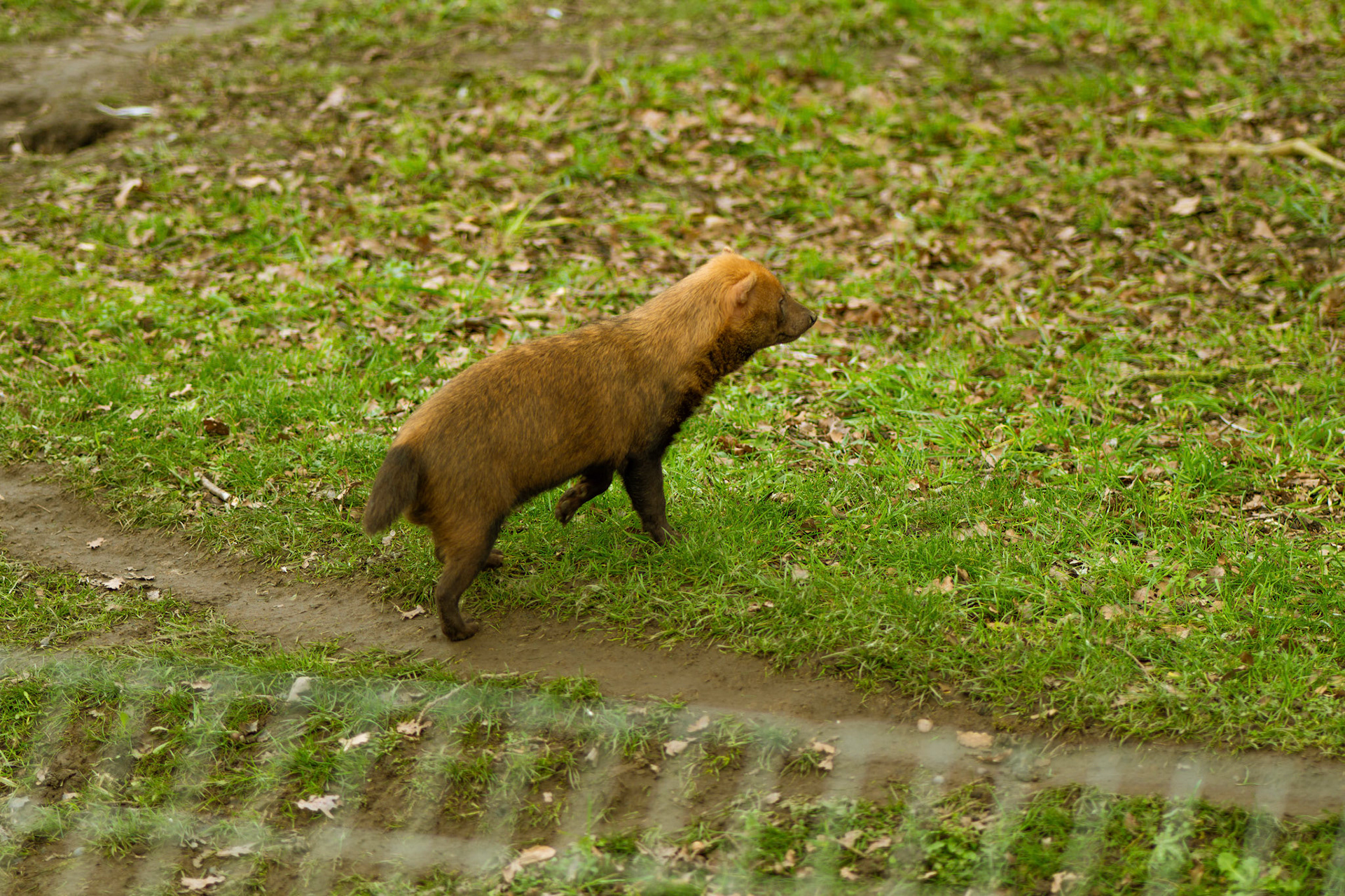 a bush dog at Yorkshire wildlife park 