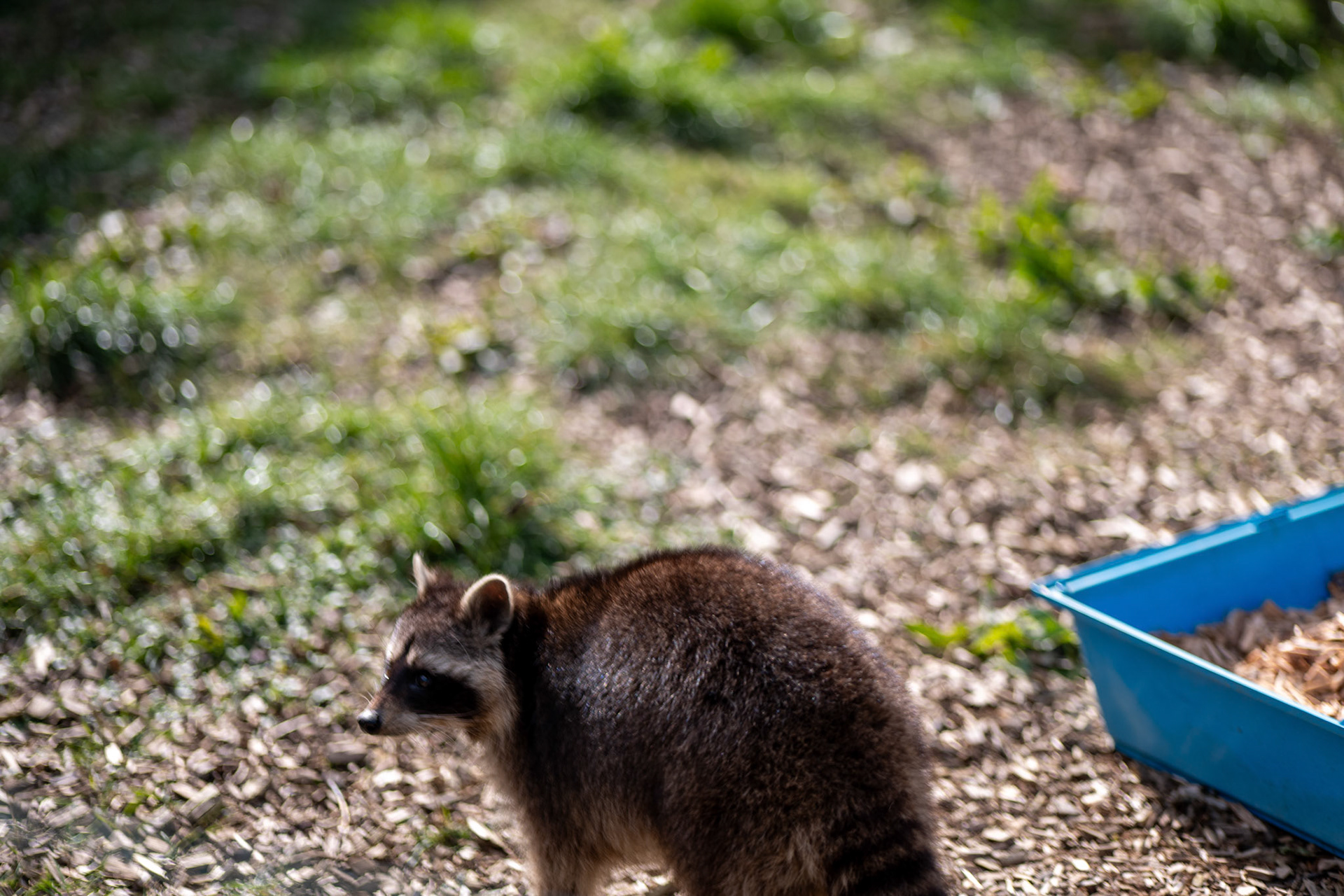 a racoon 