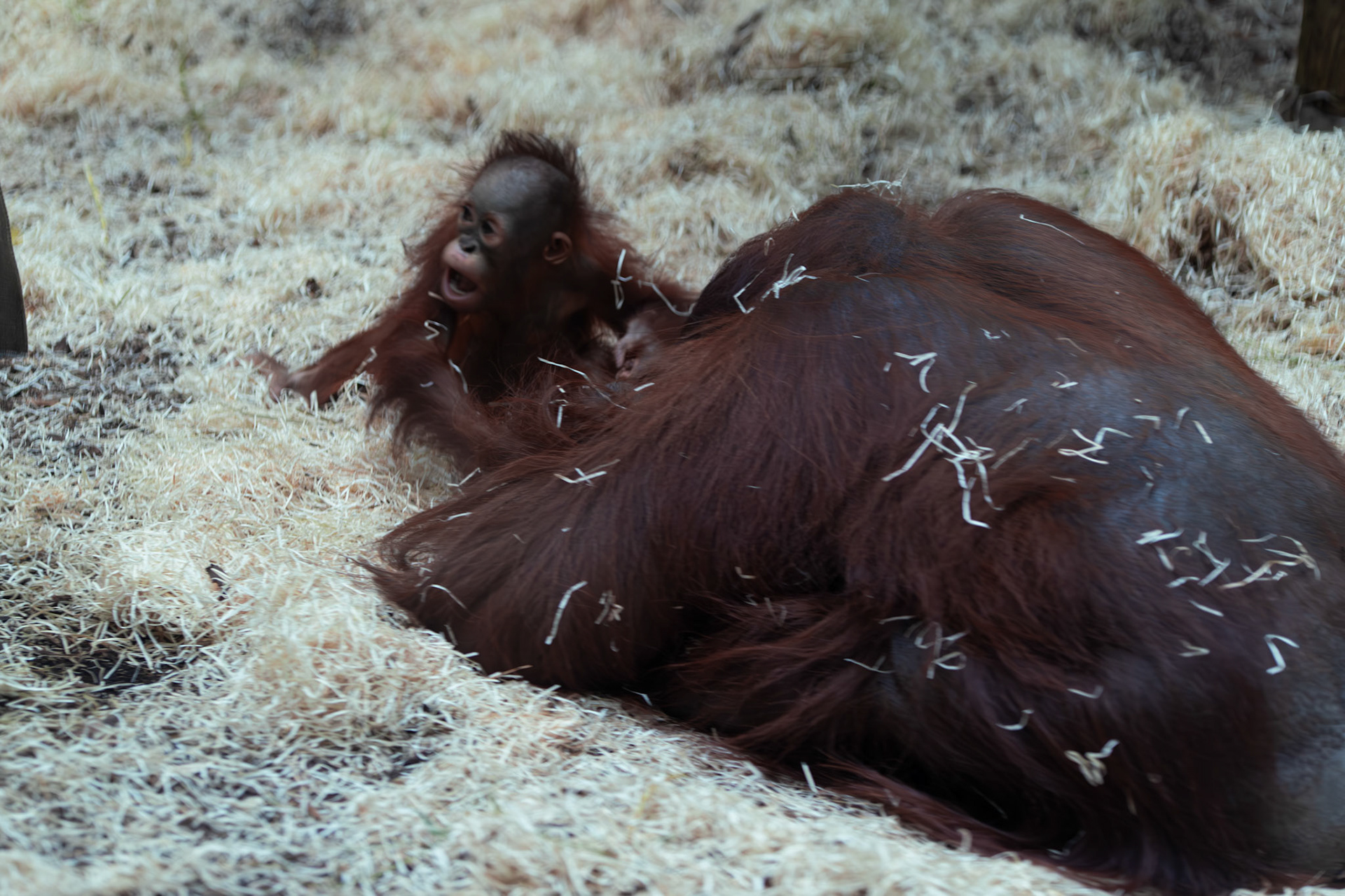 a orangutang at Blackpool zoo 