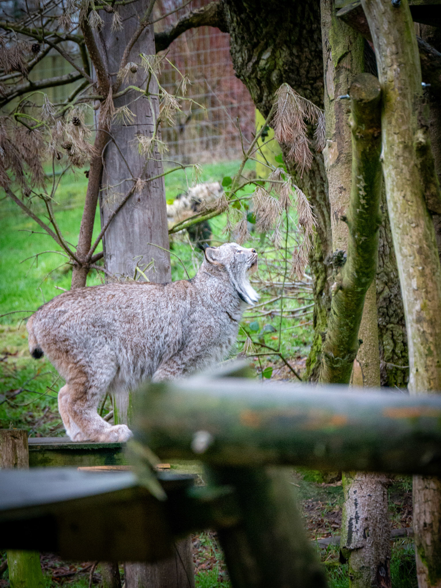 lynx at Northumberland zoo