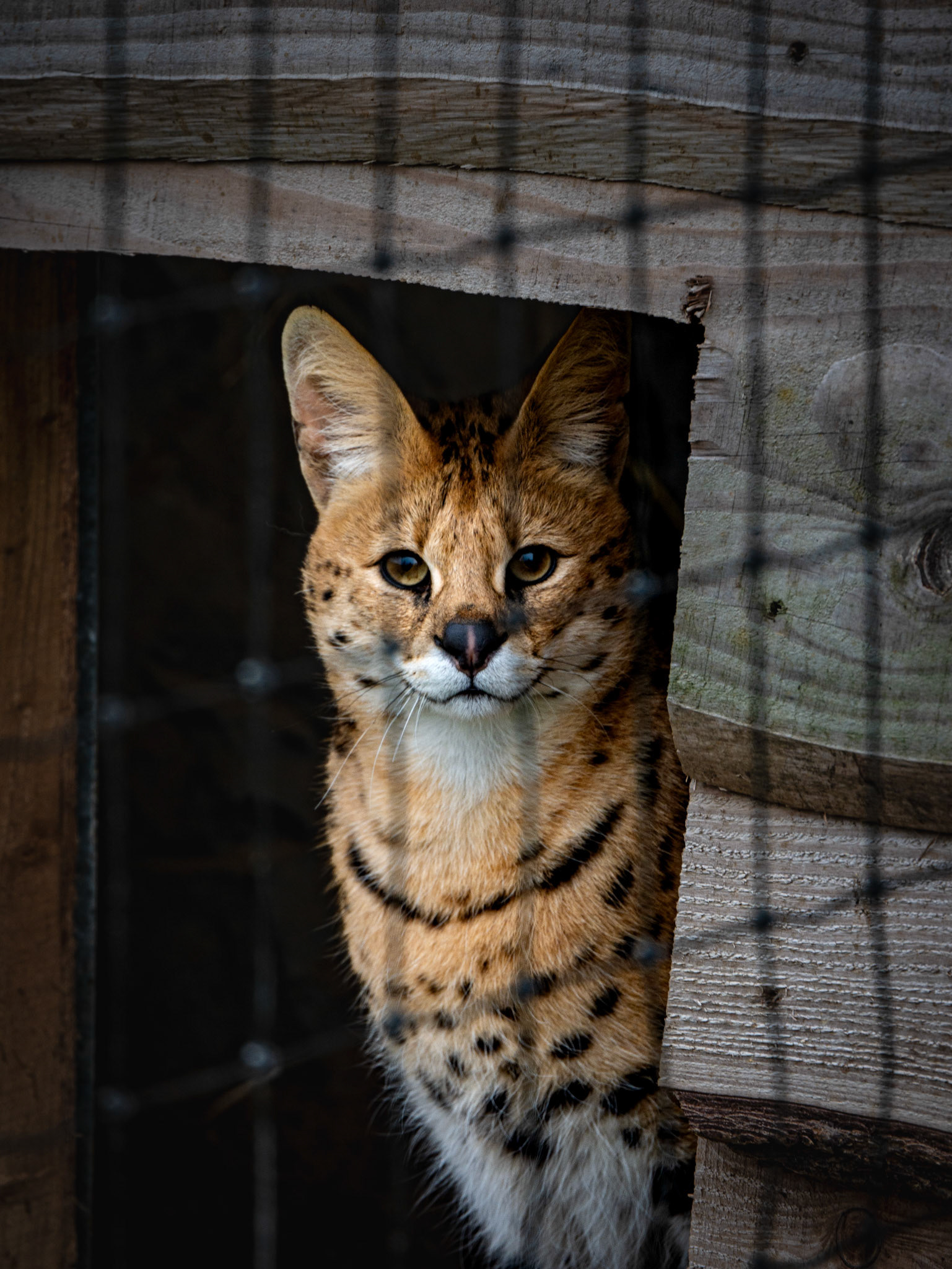 a serval at Northumberland zoo