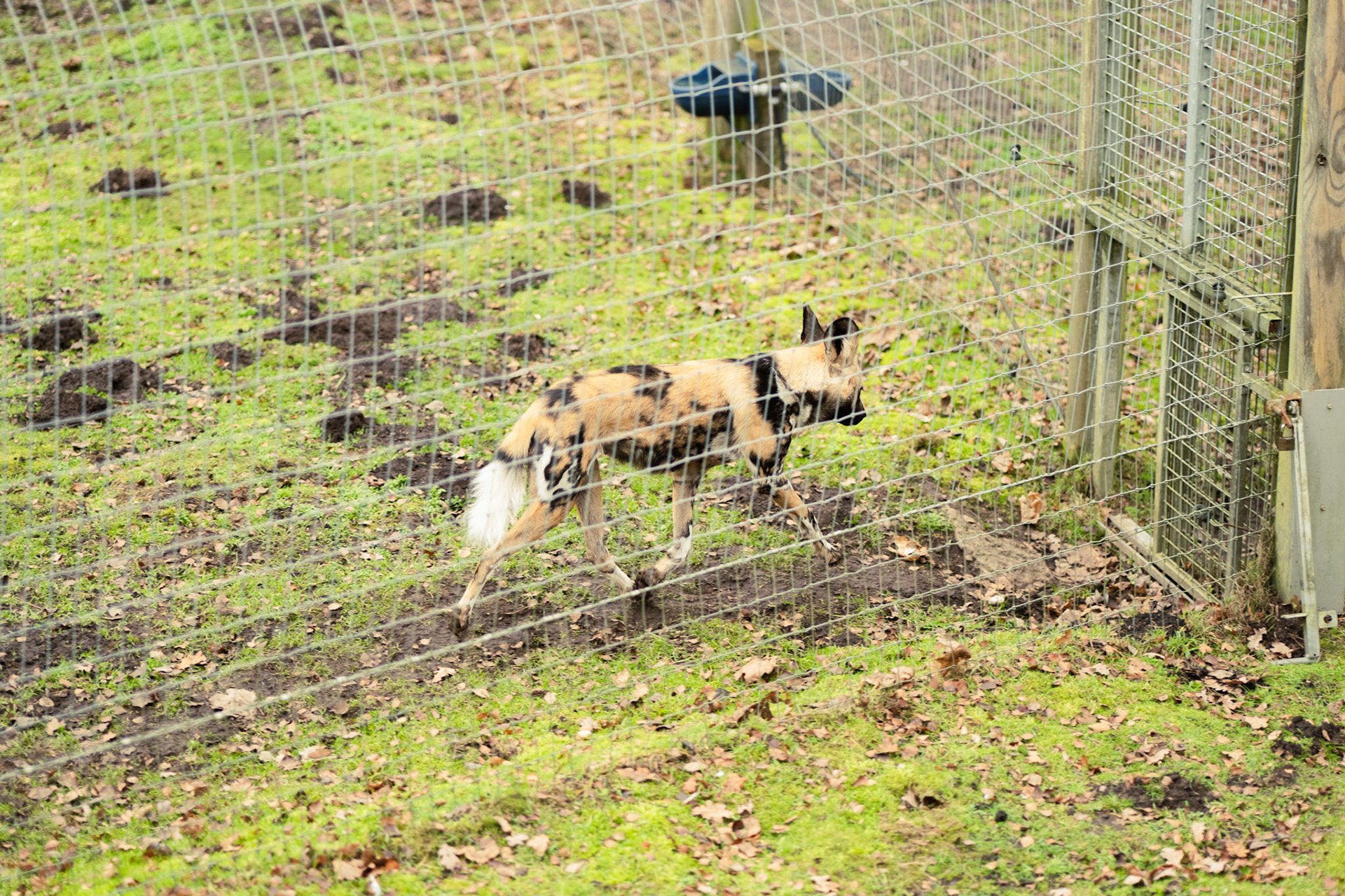 a African wild dog at Yorkshire wildlife park 