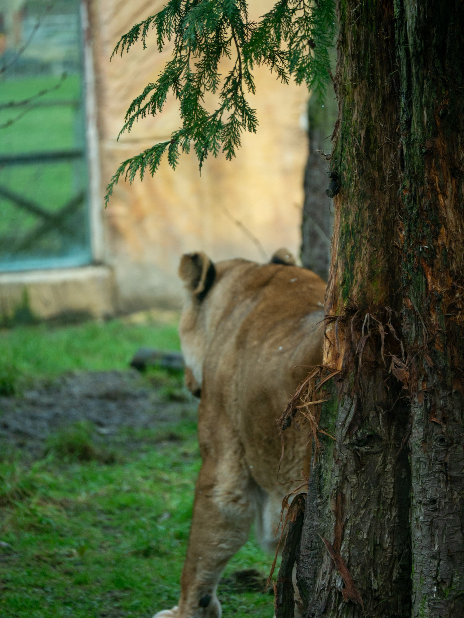 a lion 