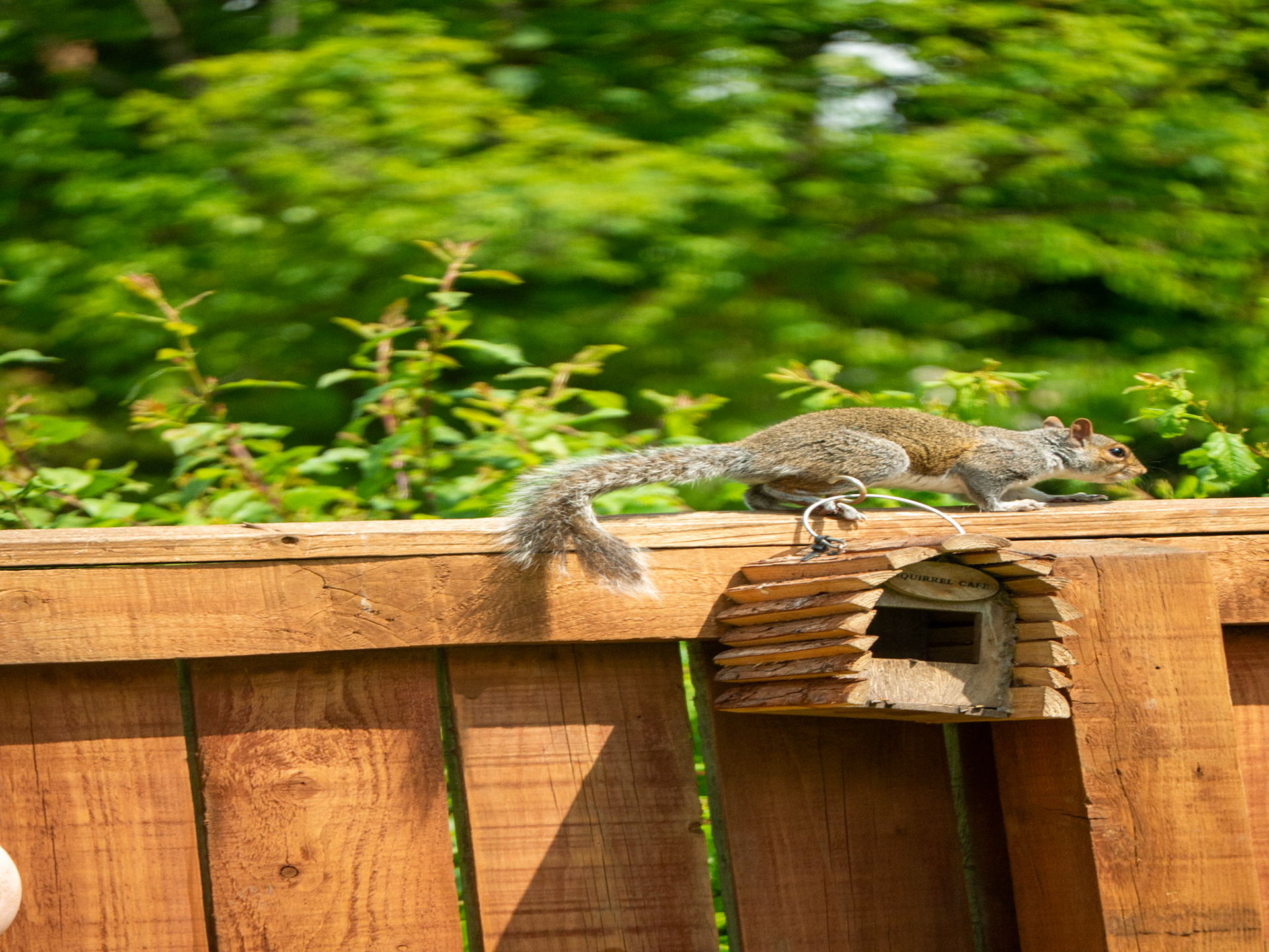 a grey squirrel on my fence 