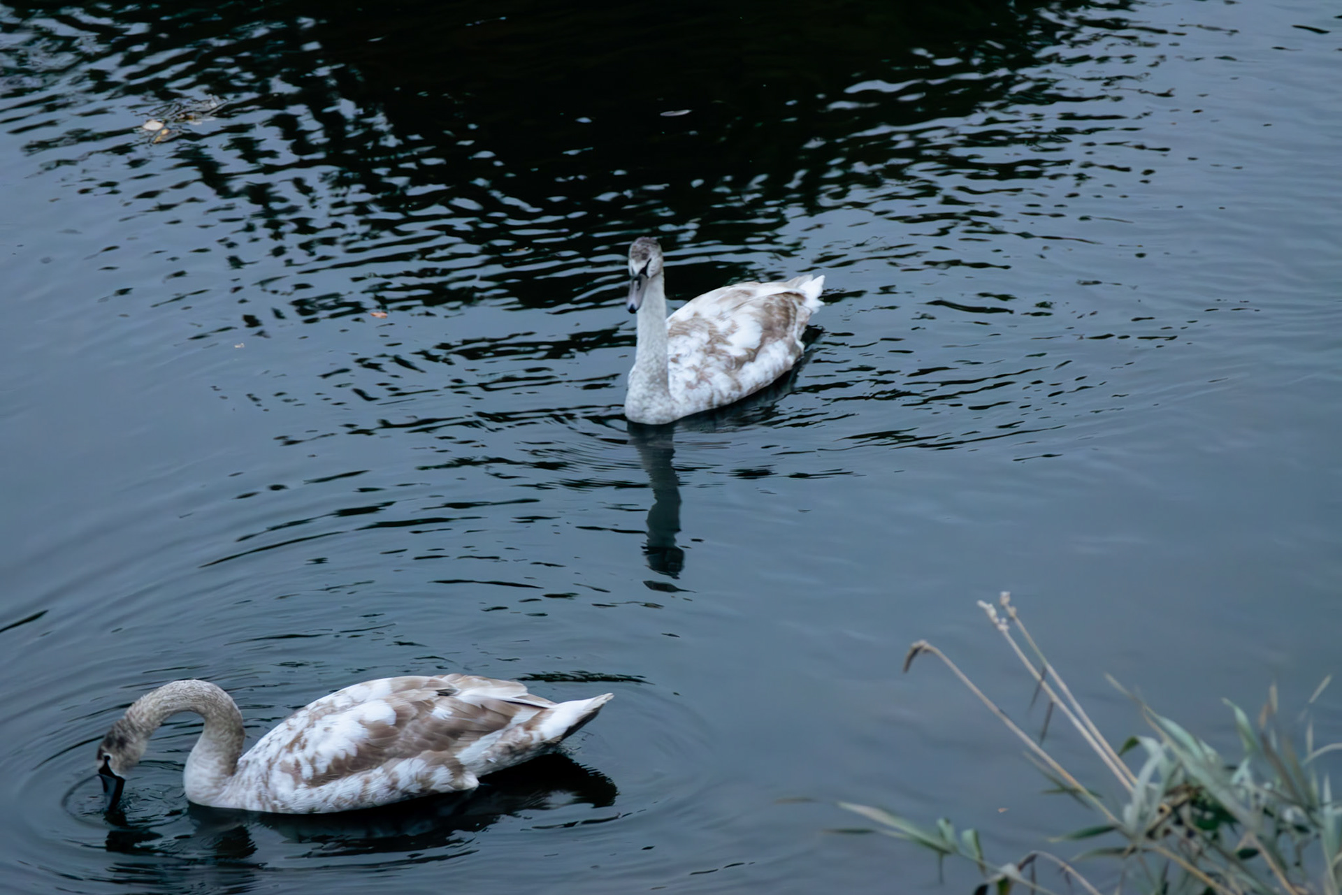 2 swans in the river wear 