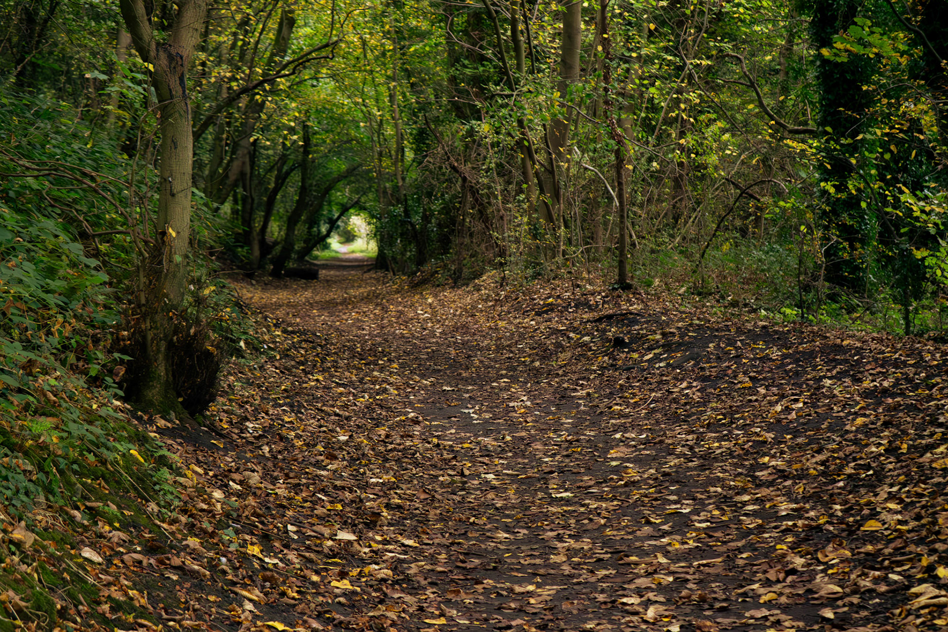 a path next to the river wear 