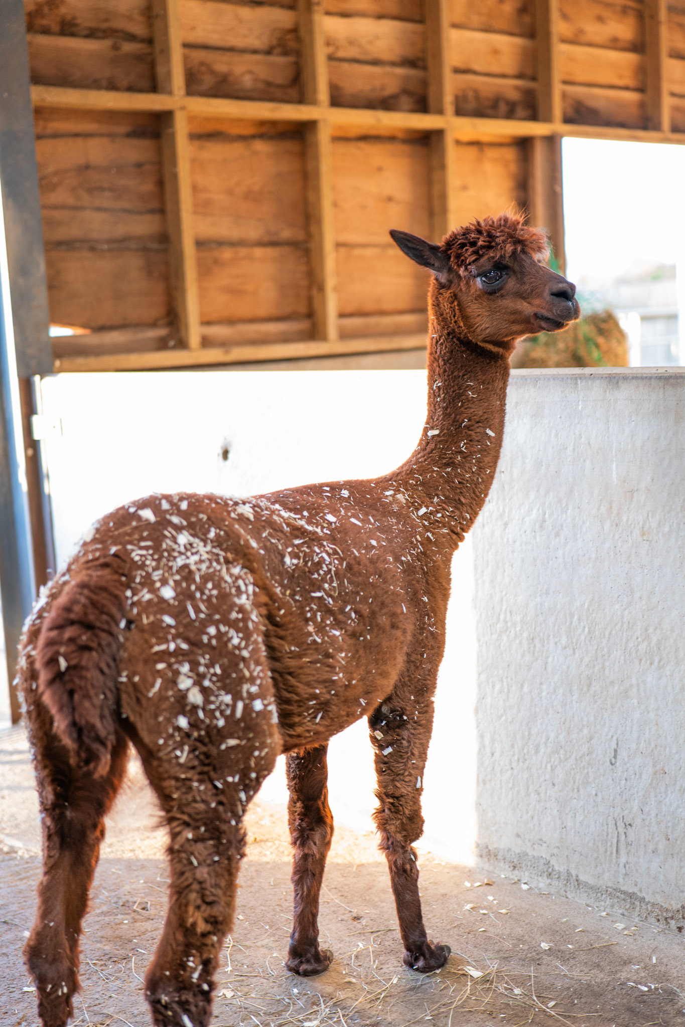 a alpaca at Northumberland zoo