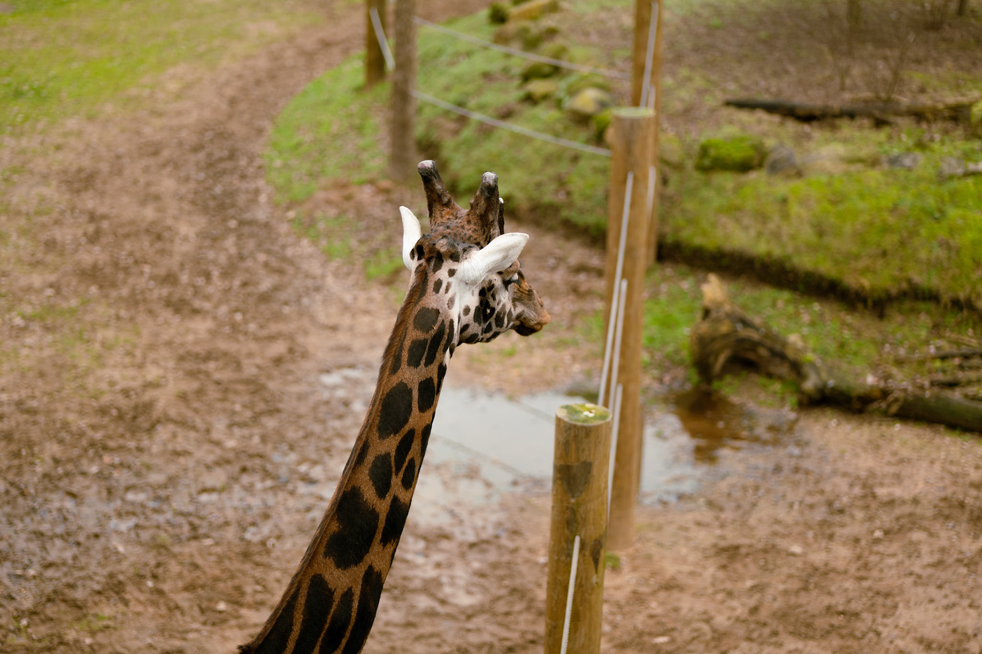 a giraffe