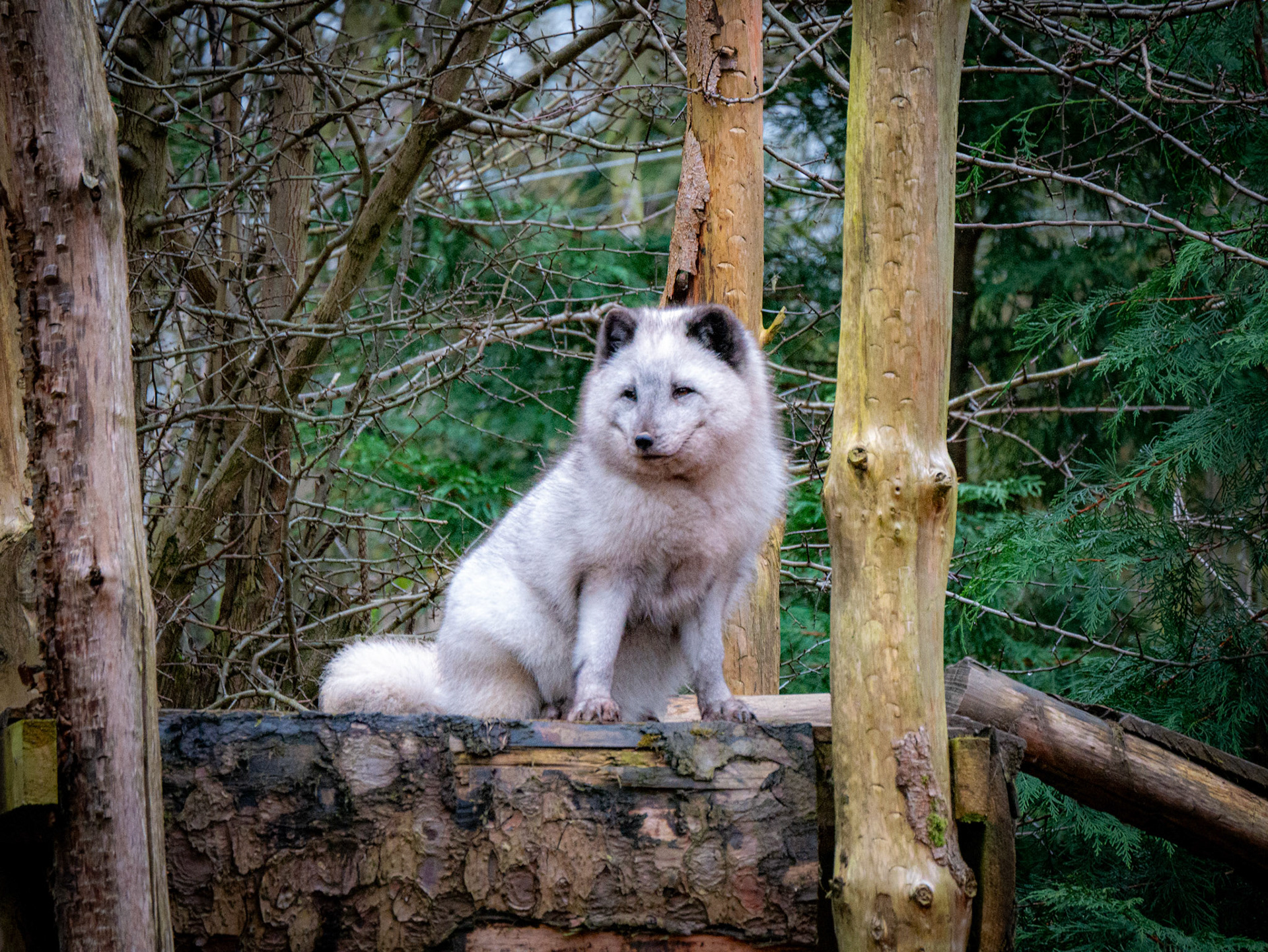 snow fox  at Northumberland zoo