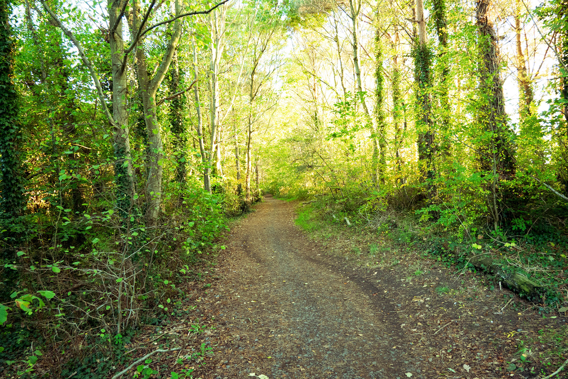 a path to James steel park 
