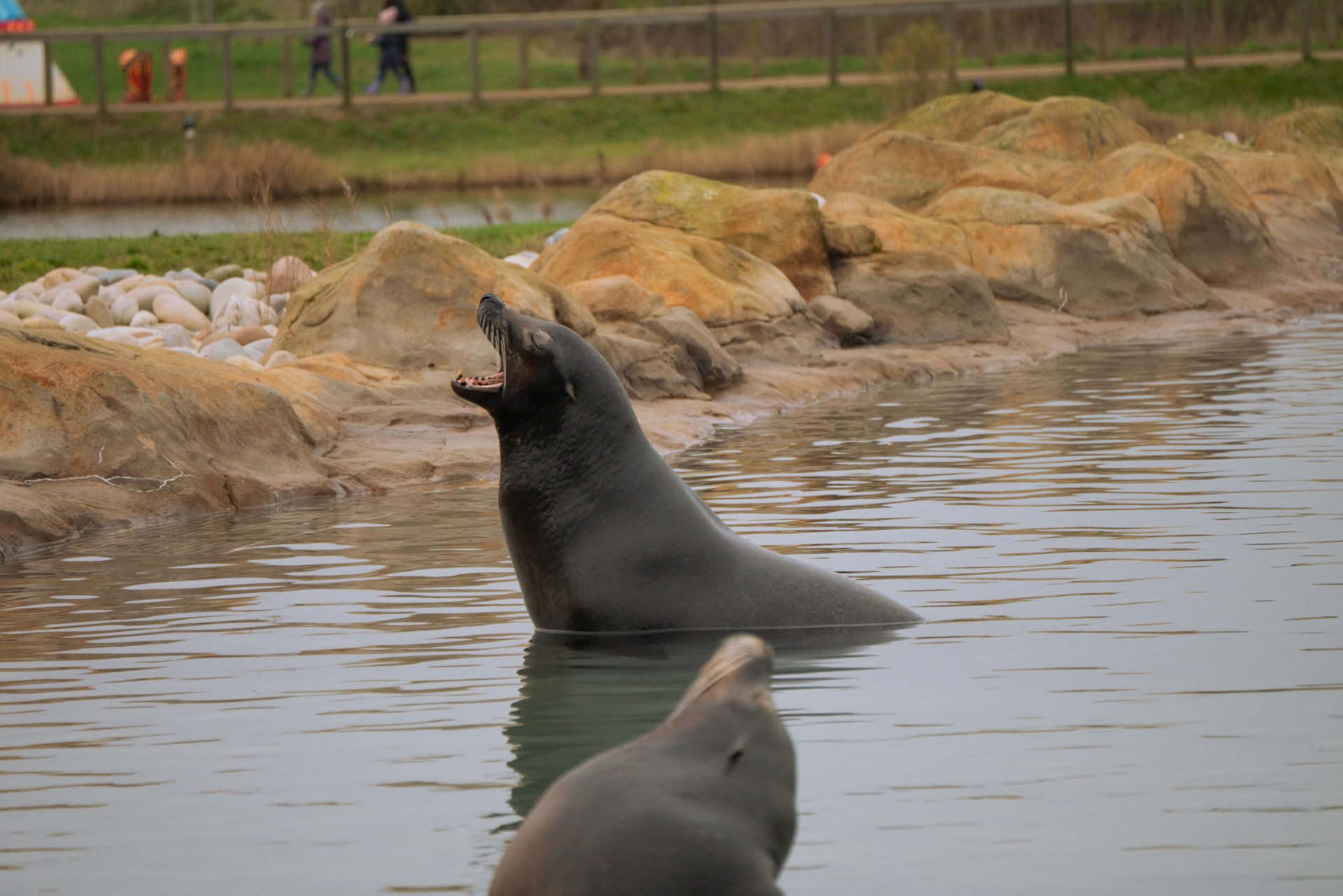 sea lion at Yorkshire wildlife park 