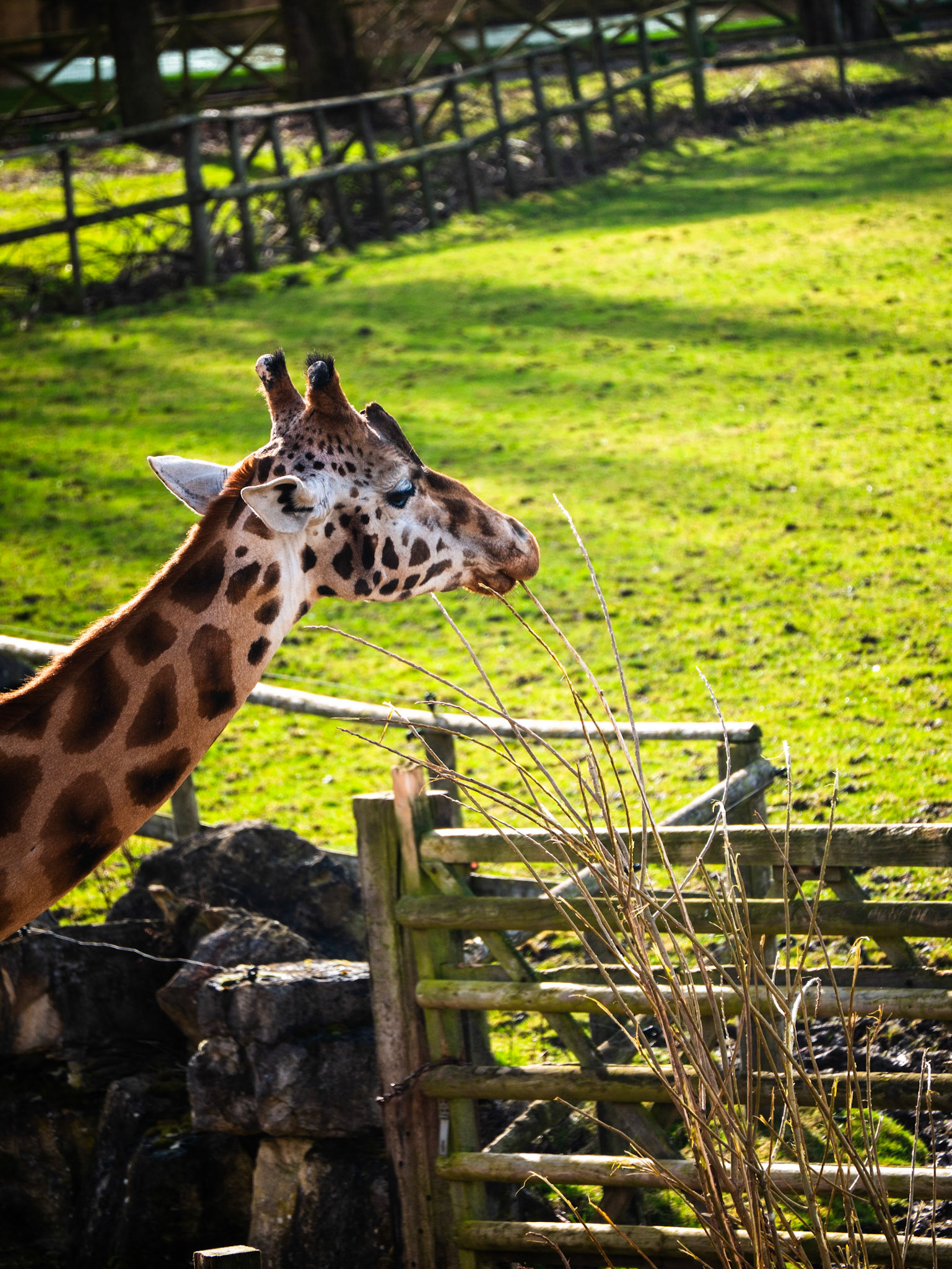 a giraffe