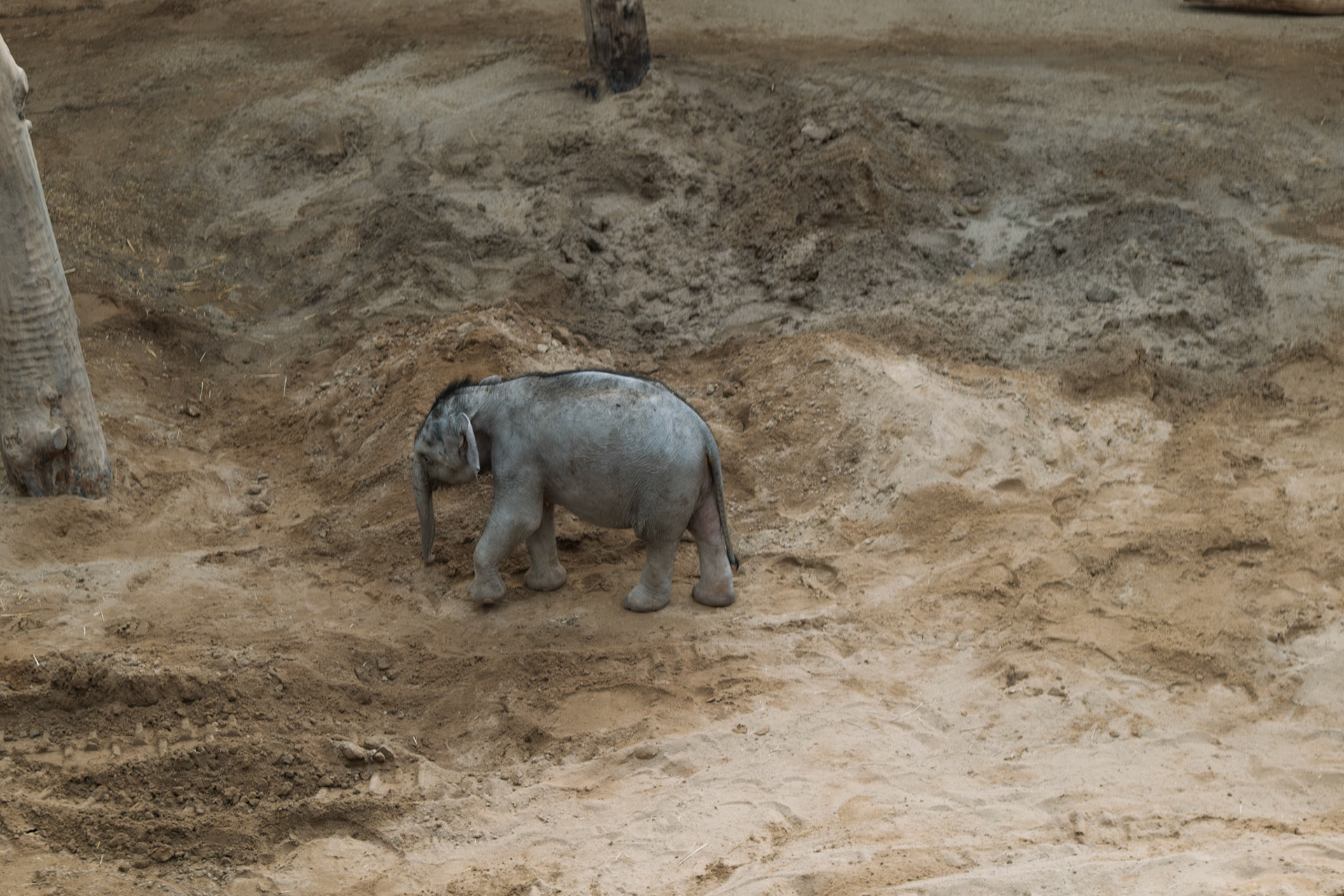 elephant at Blackpool zoo 