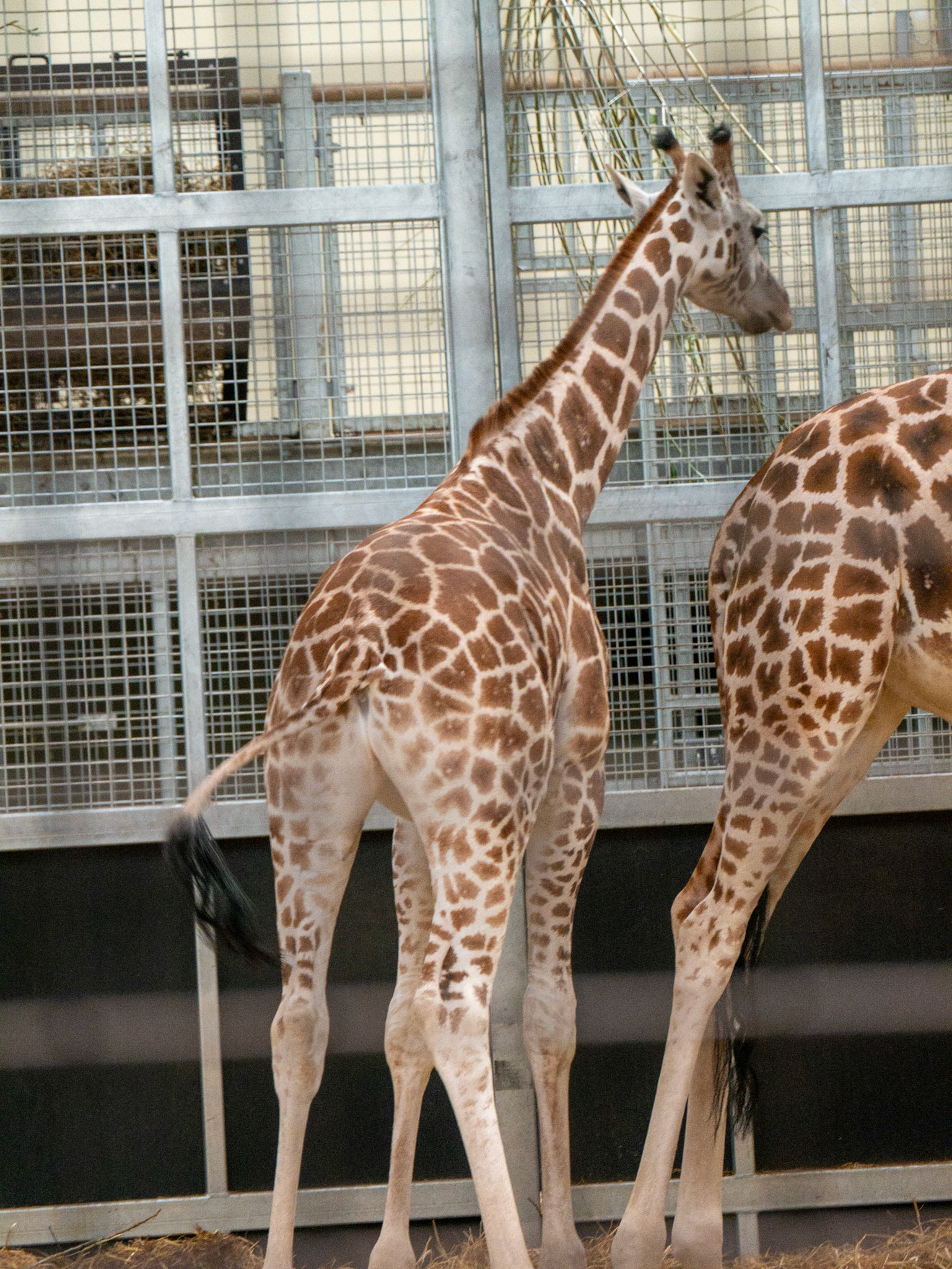 giraffe at Chester zoo 