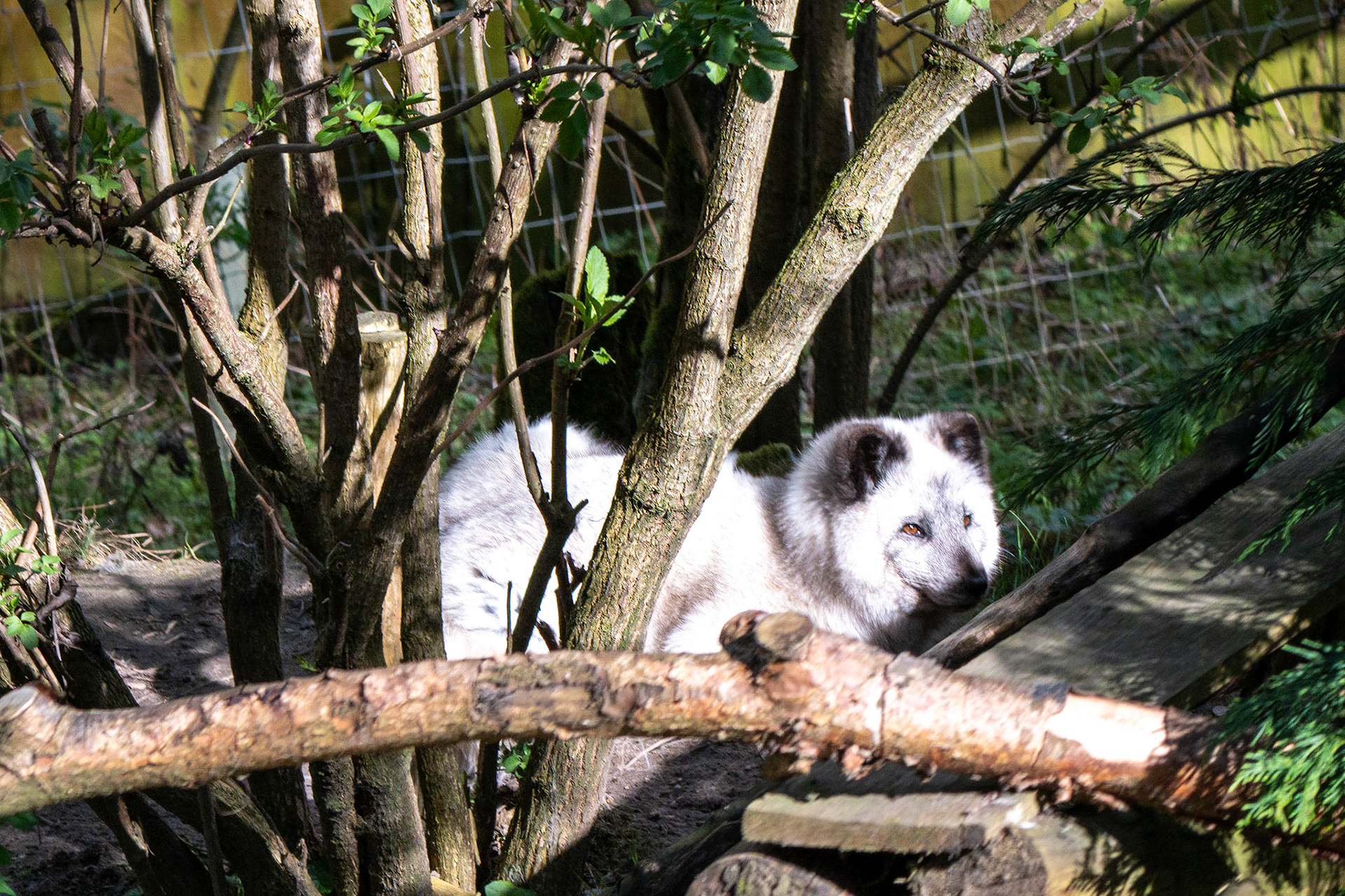 a artic fox 