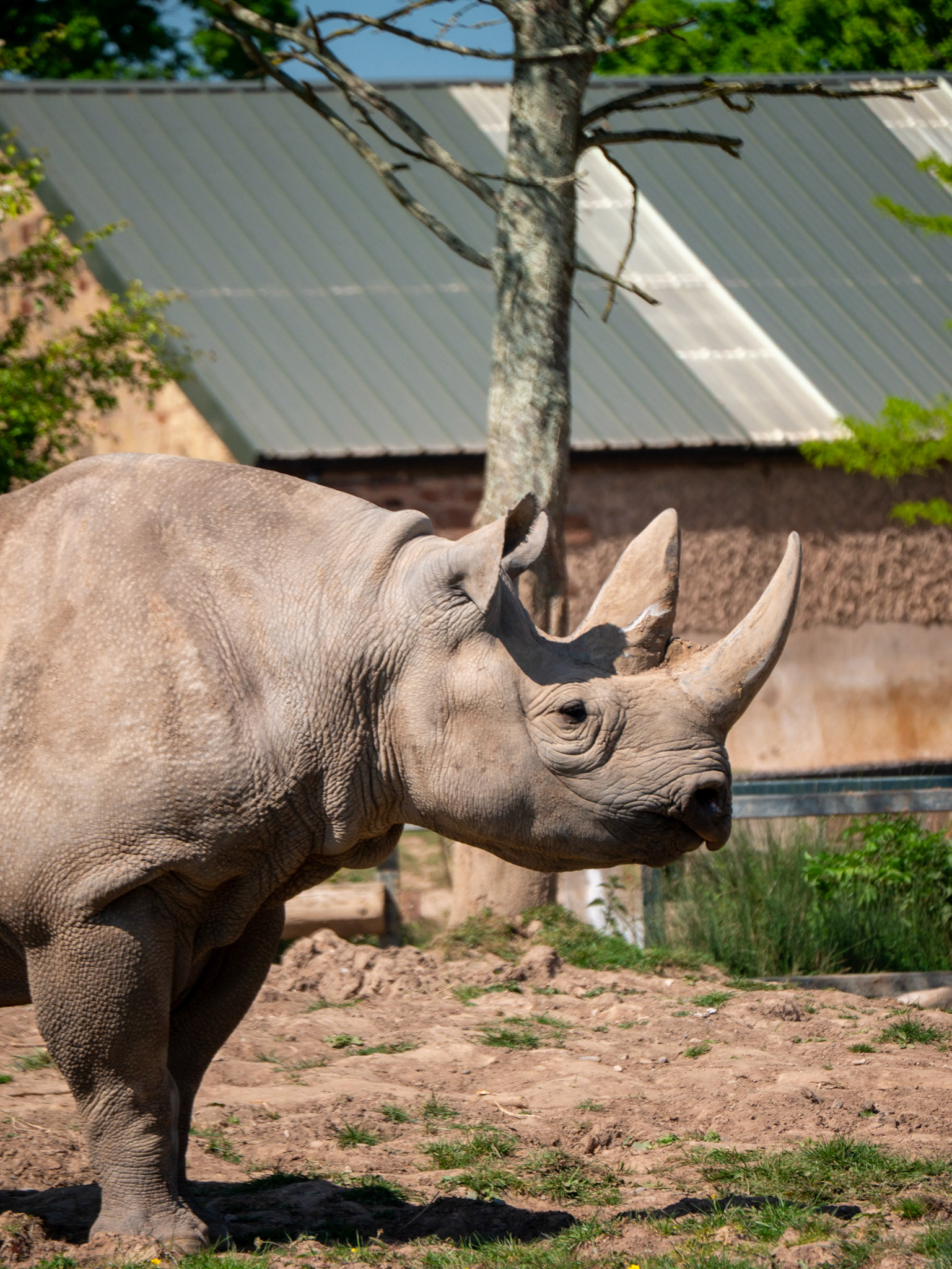 rino at Chester zoo