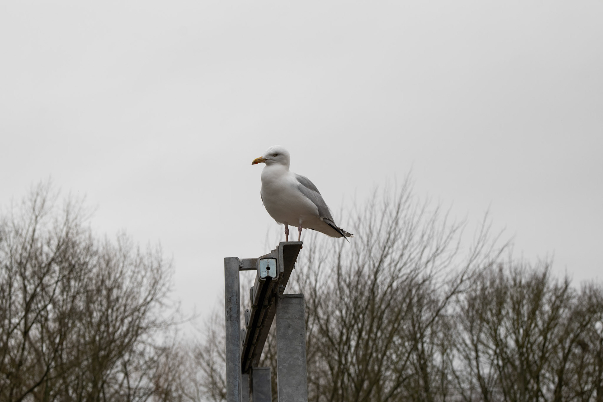 a seagull at Blackpool zoo 