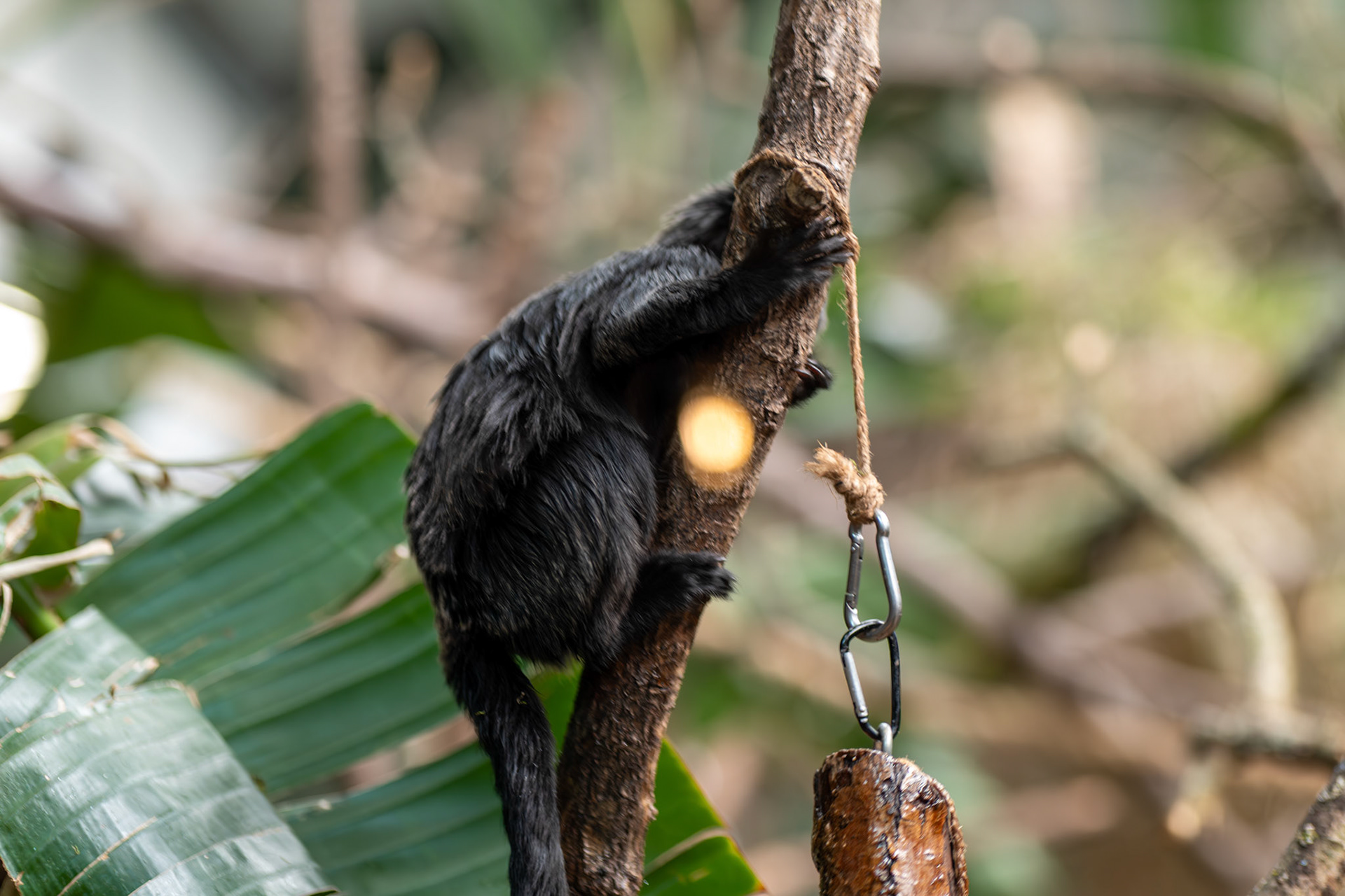 a goeldi monkey