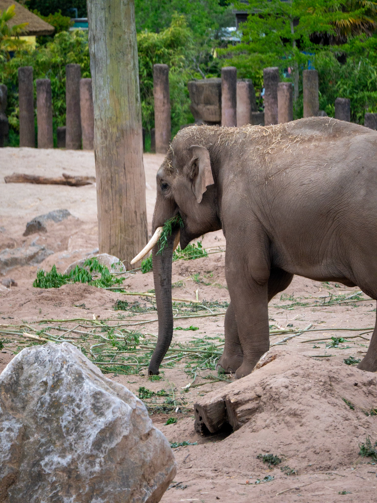 elephant at Chester zoo