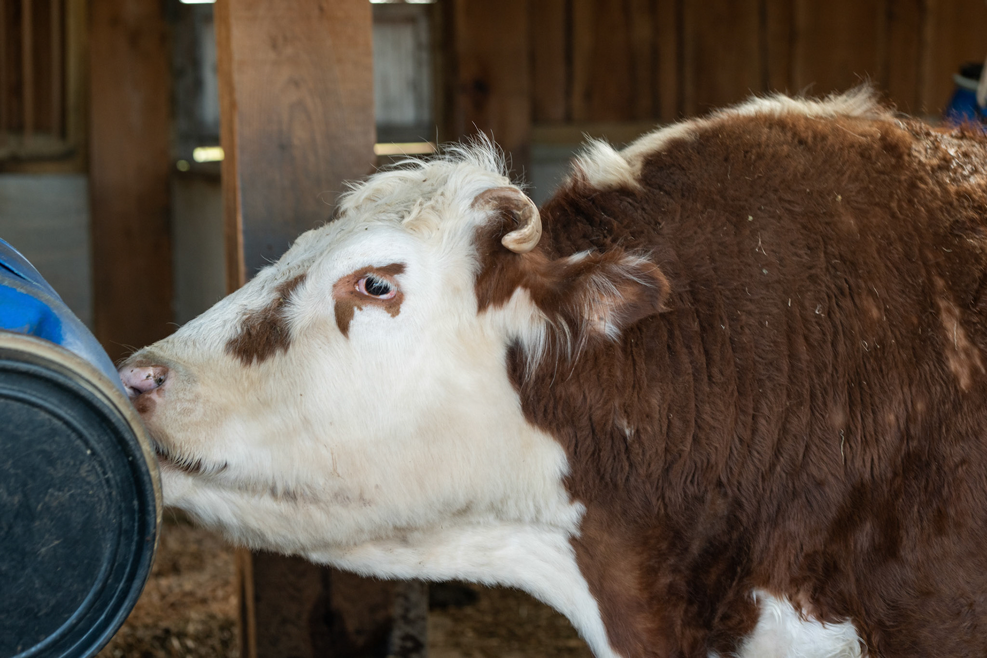 a cow 