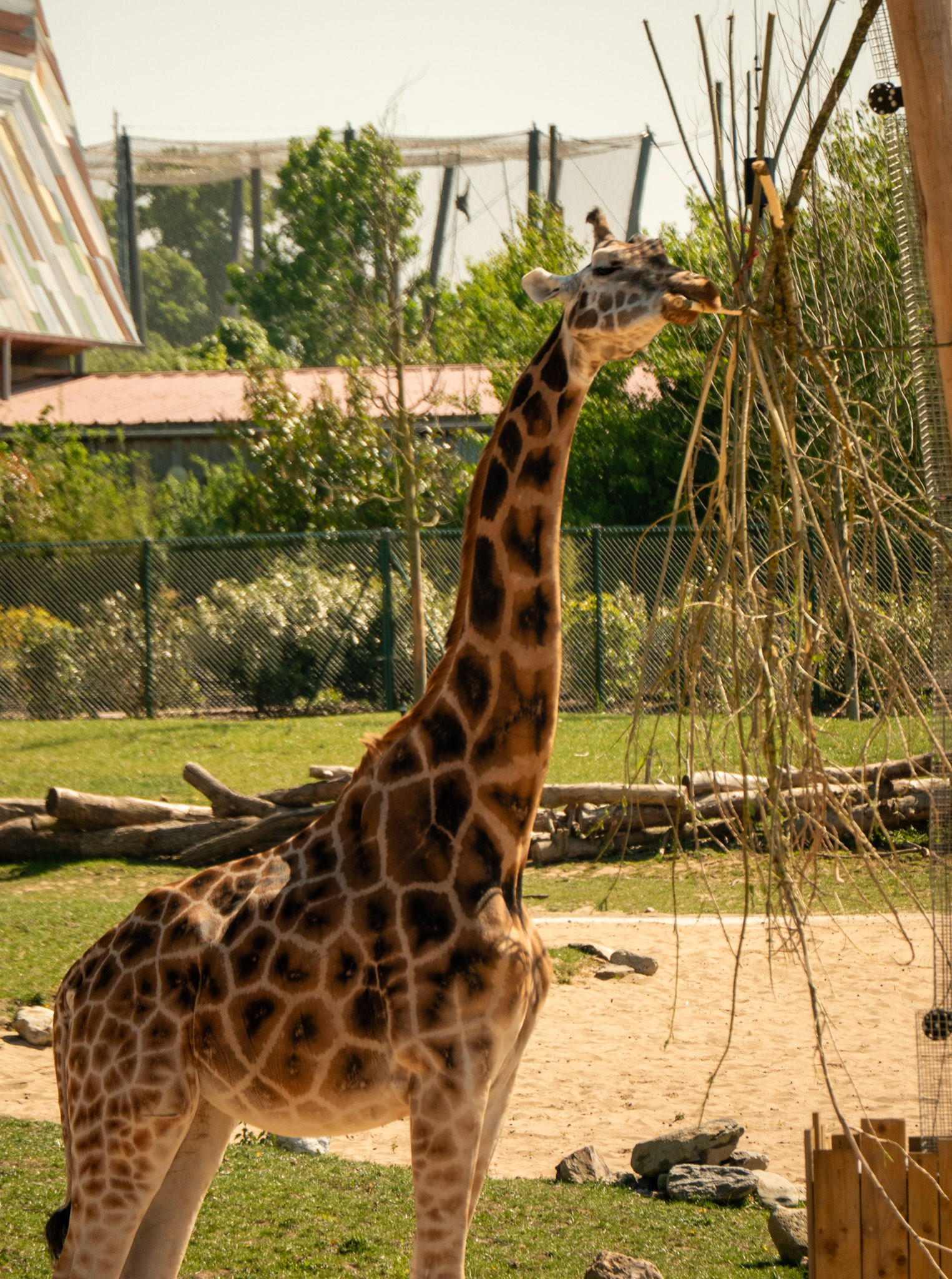 giraffe at Chester zoo