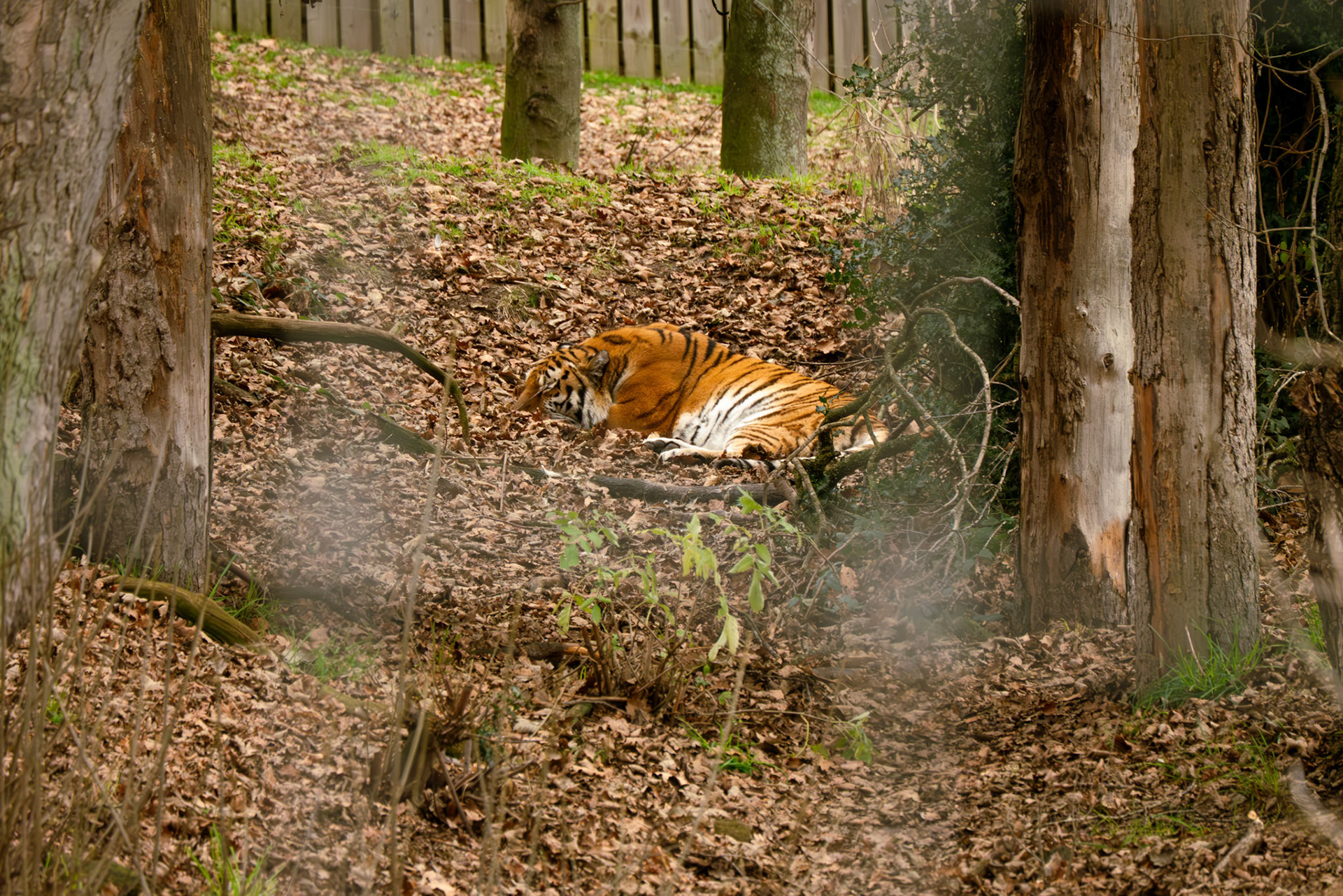 a tiger at Yorkshire wildlife park 