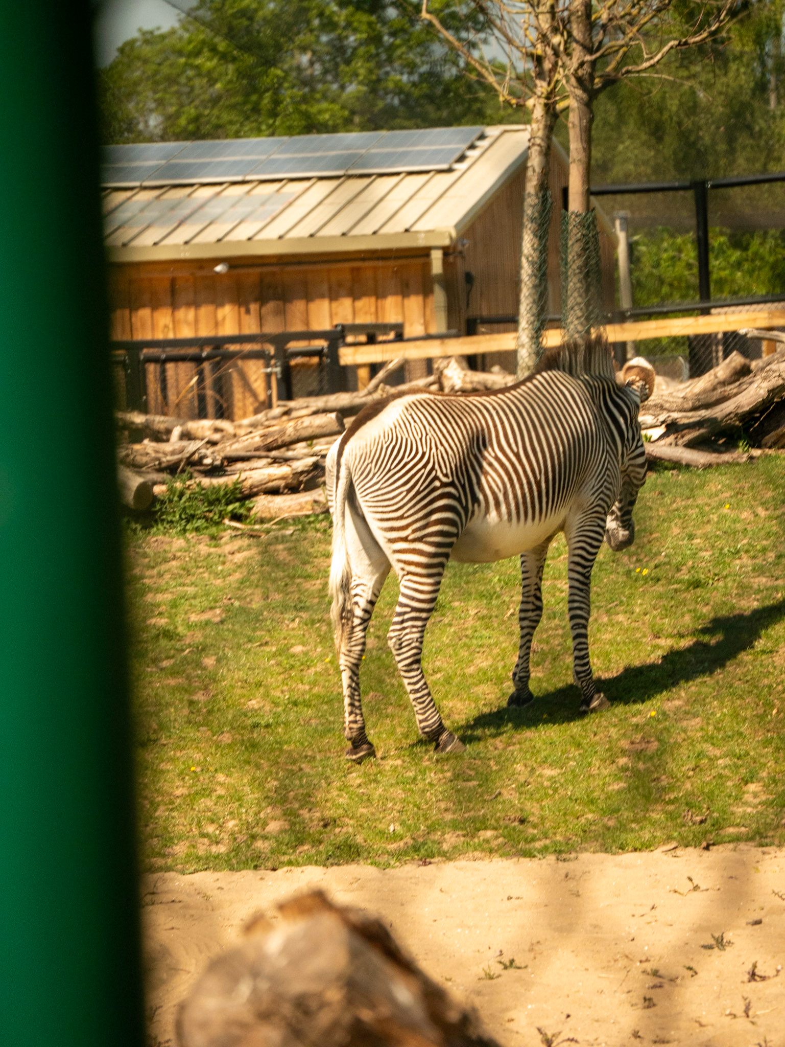 zebra at Chester zoo