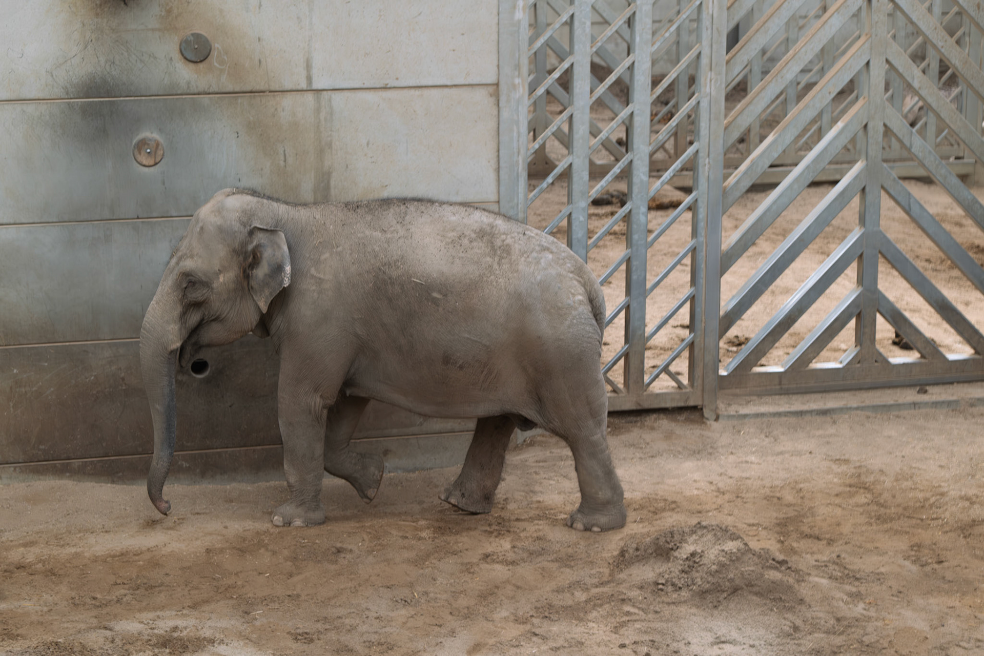 elephant at Blackpool zoo 