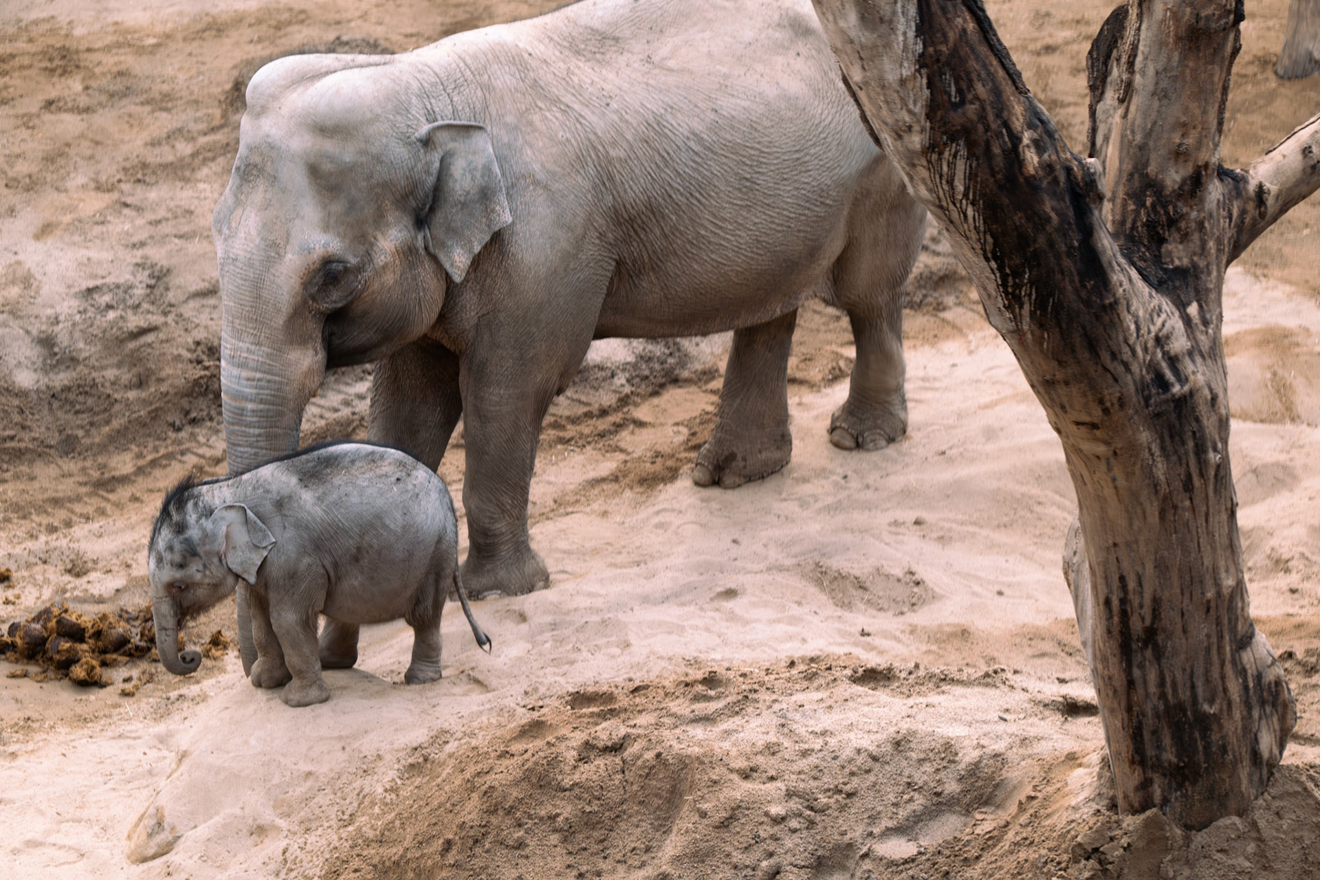 elephant at Blackpool zoo 