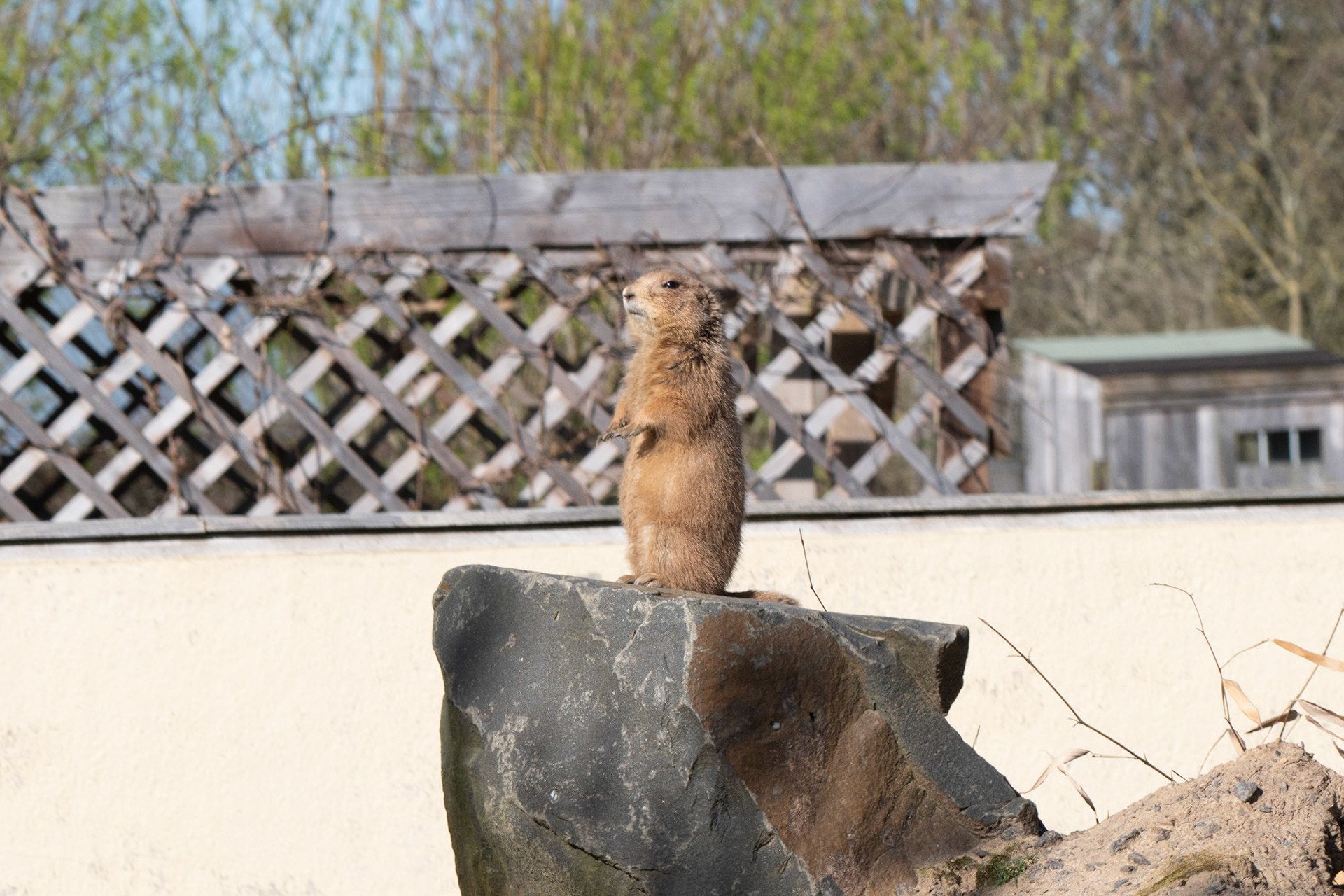a Prairie dog