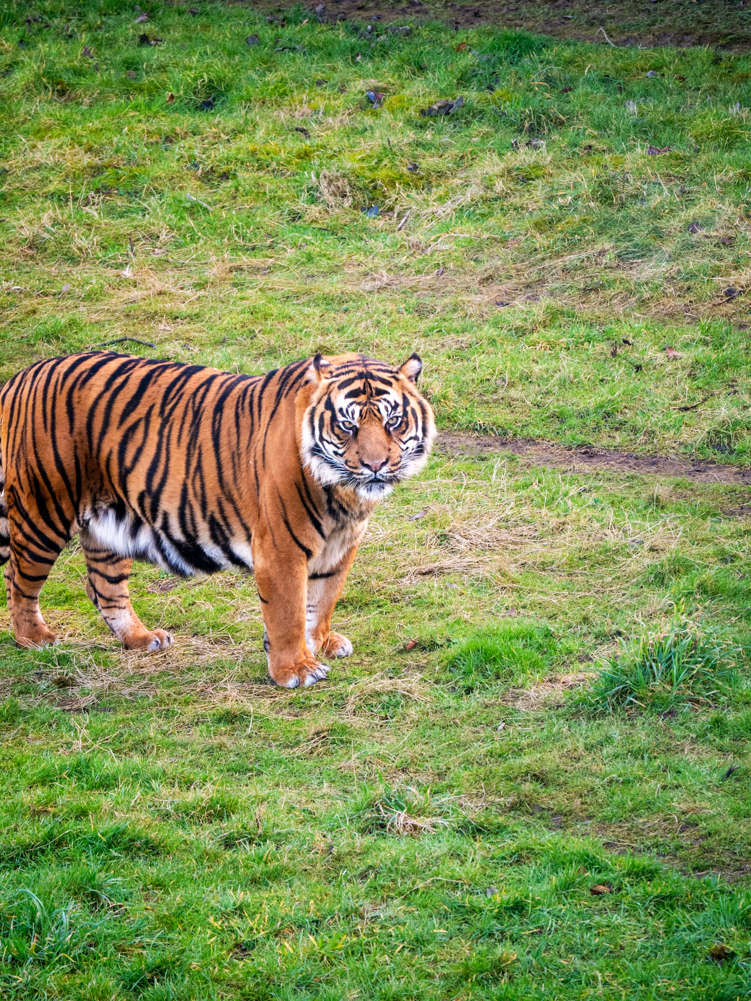 a tiger