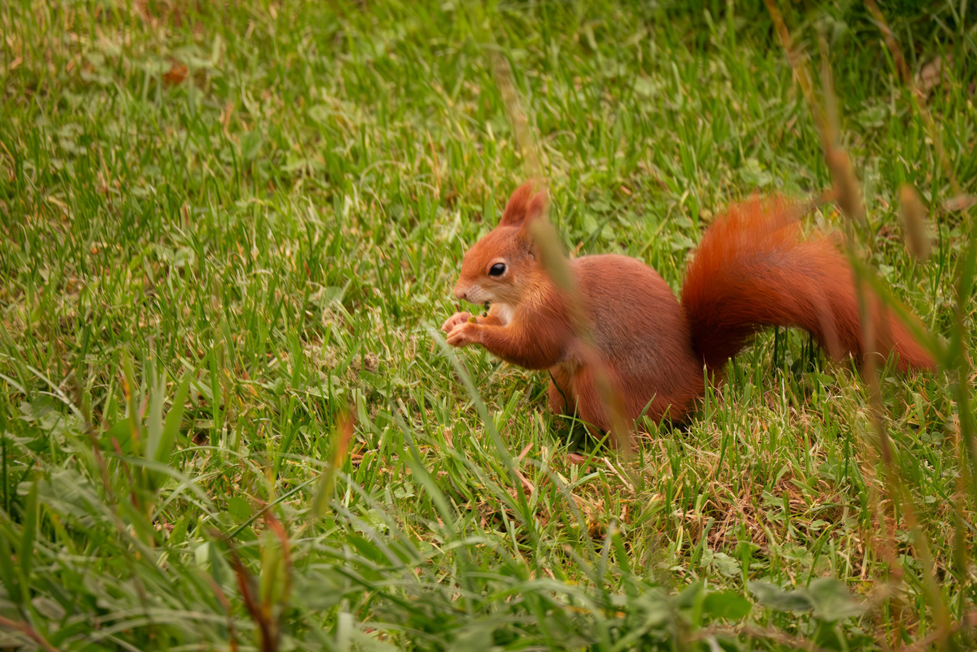 red squirrel at Northumberland zoo