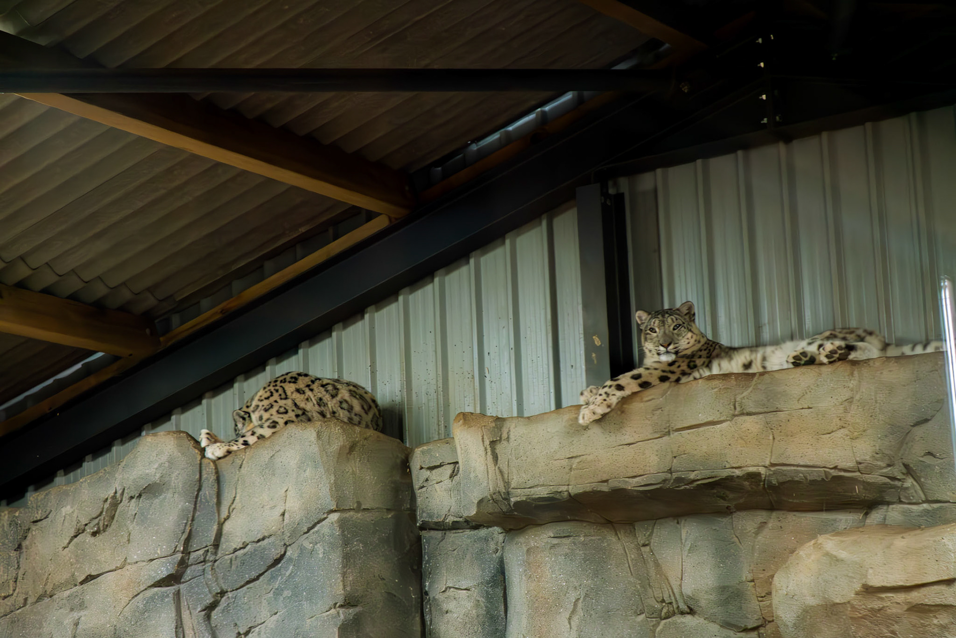 snow leopards at Northumberland zoo