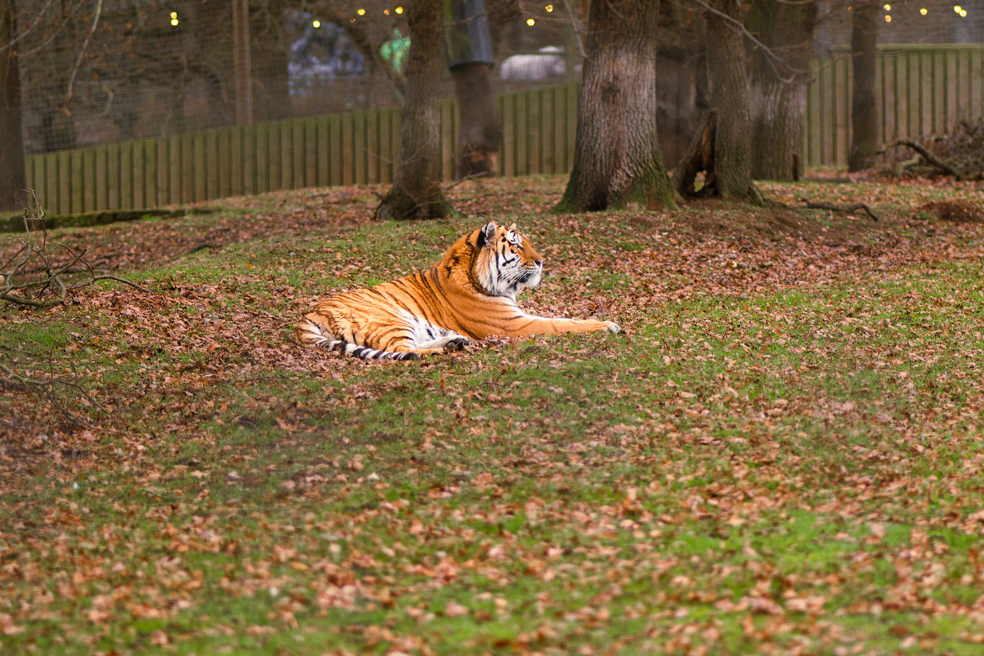 a tiger at Yorkshire wildlife park 