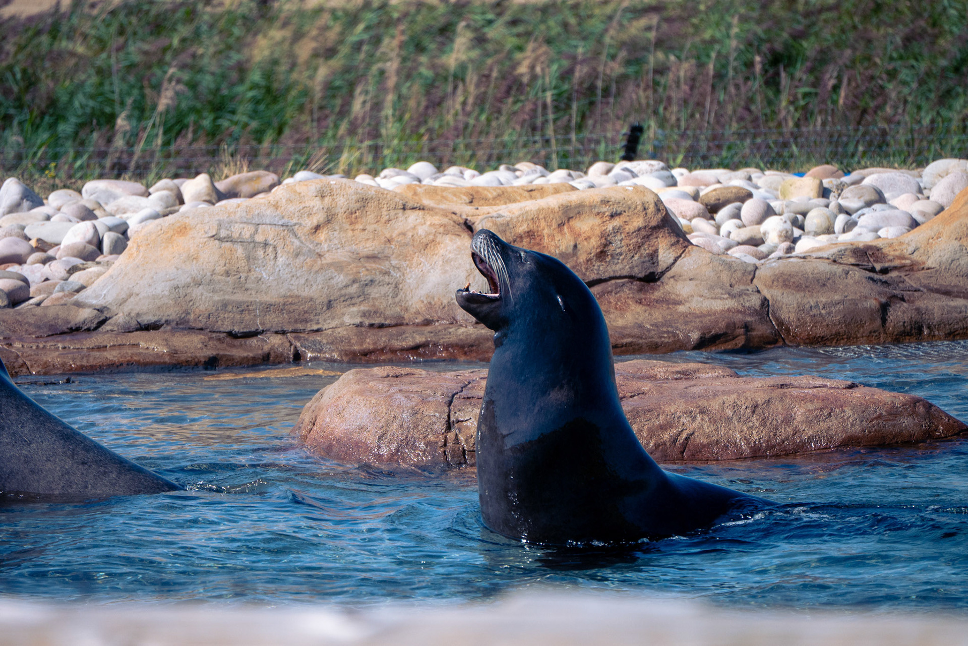 a sea lion at Yorkshire wildlife park 