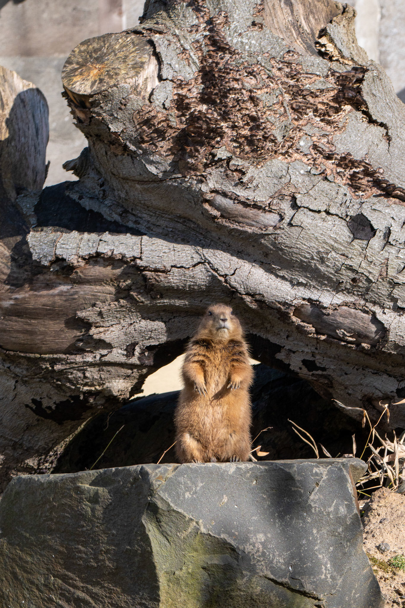 a Prairie dog