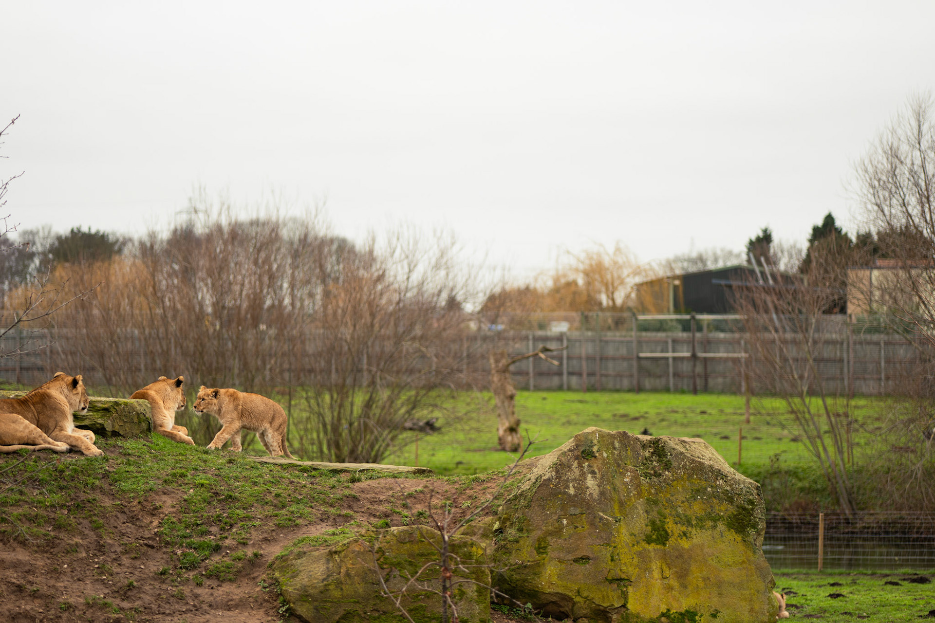 a lion at Yorkshire wildlife park 