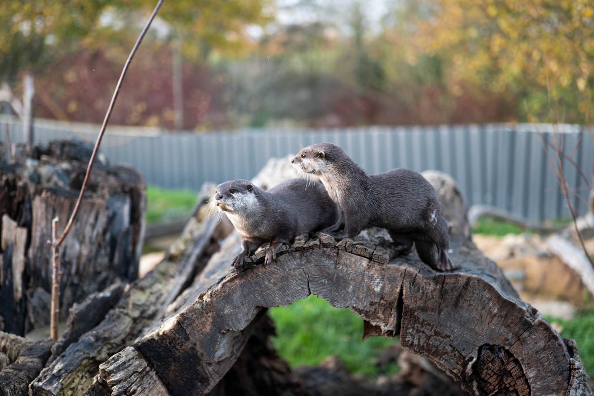 a otter at Northumberland zoo