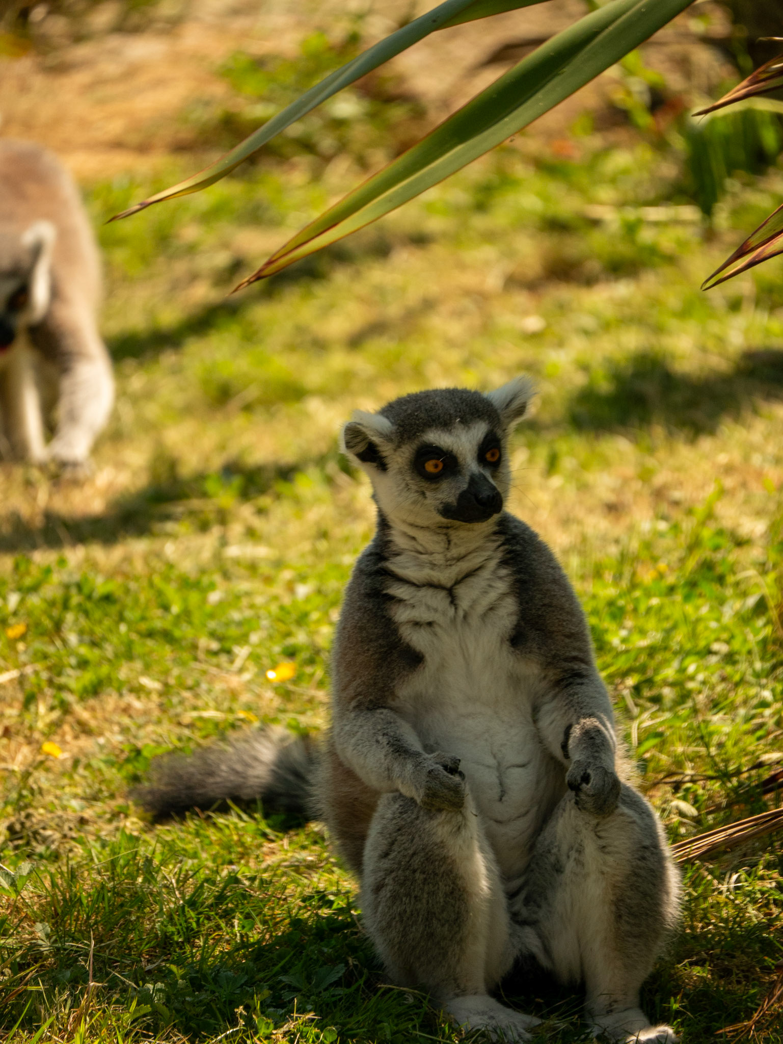 lemur at Chester zoo